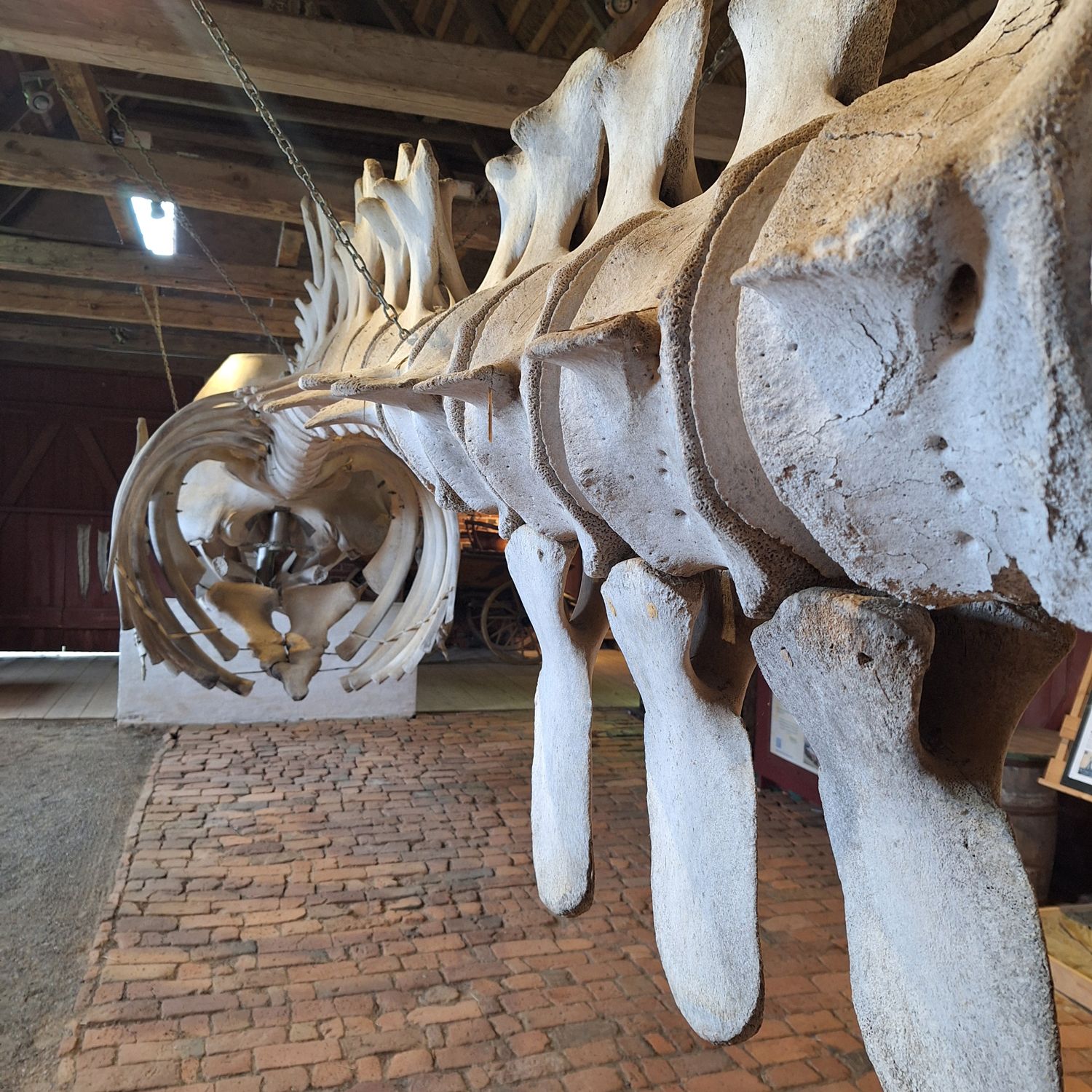 Nærbillede af kaskelotskelettet i laden med tænder i overkæben og de massive halshvirvler