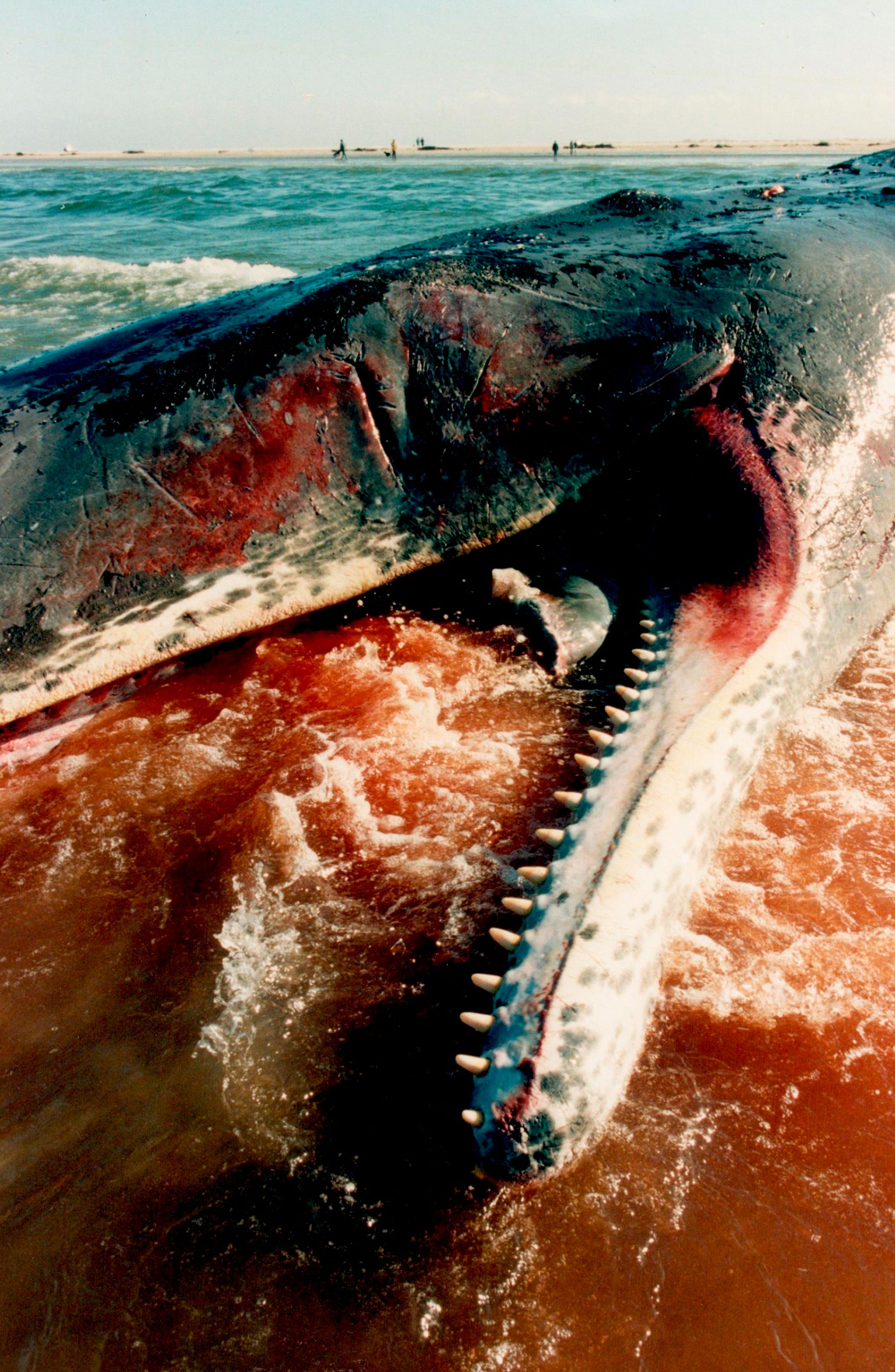 Nærbillede af strandet, død kaskelots hoved og underkæbe med tænder i vandkanten ved Rømø, 1996. Foto: Jørgen Kølle