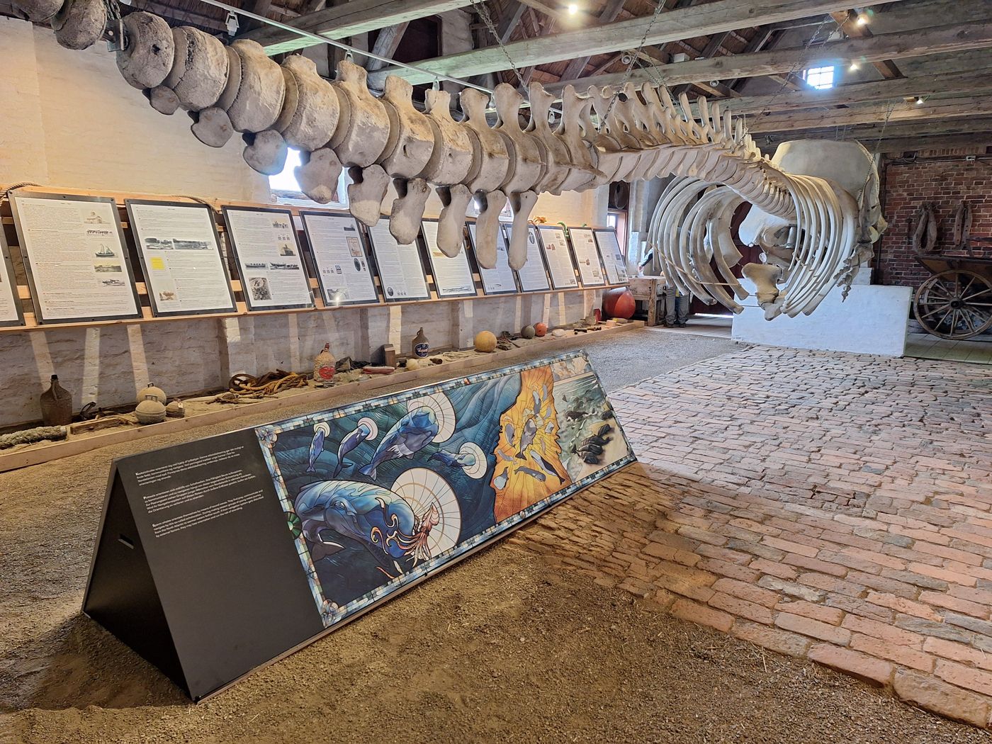 Kaskelotskelet og illustreret formidlingstavle om hvaler i Kommandørgårdens lade med udstillingsmateriale langs væggen