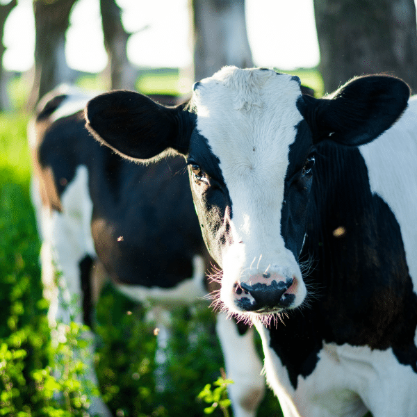 Smart platform for greenhouse gas assessments in farms and food industry