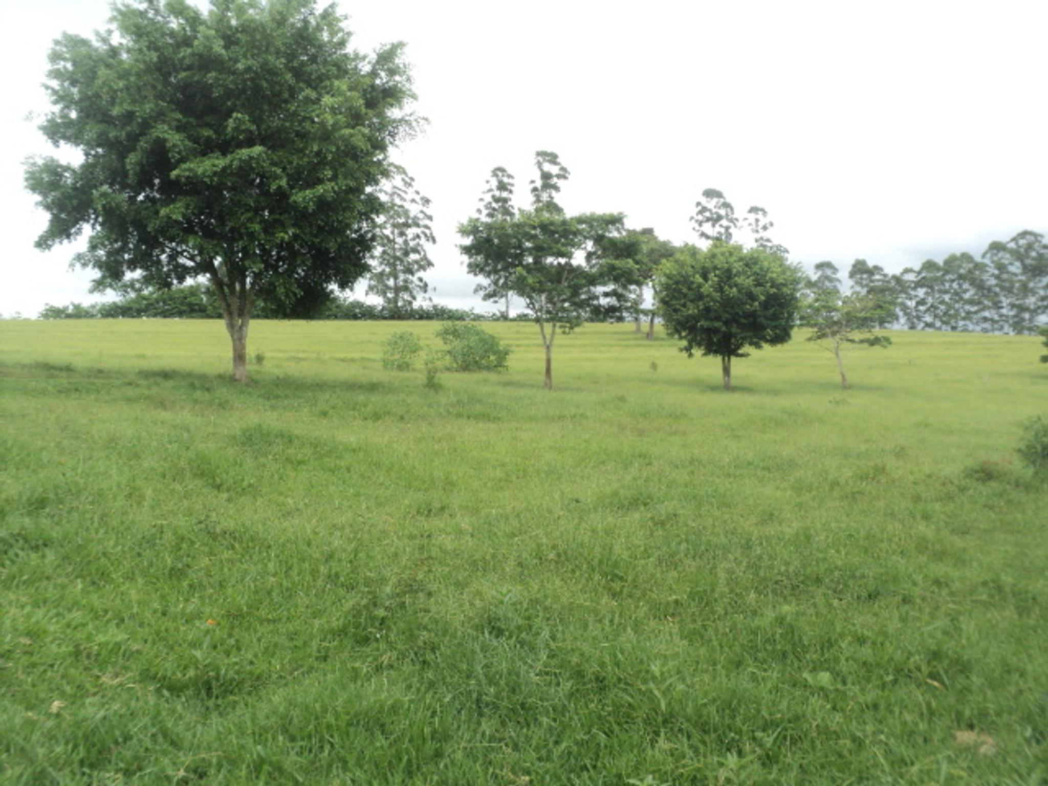 Sitio 6,5 alqueires- Cerejeira-Guararema  - Miniatura 40