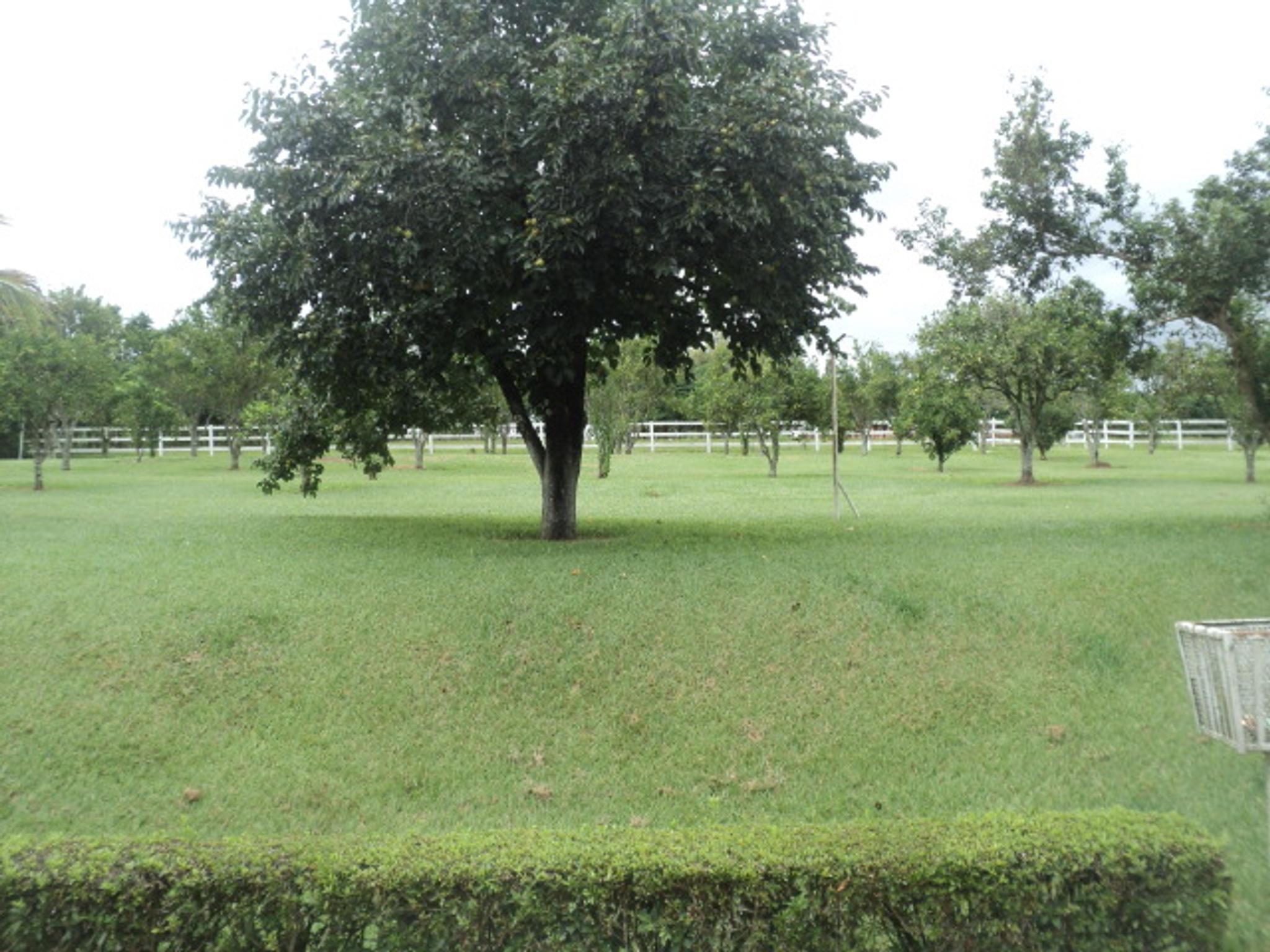 Sitio 6,5 alqueires- Cerejeira-Guararema  - Miniatura 39