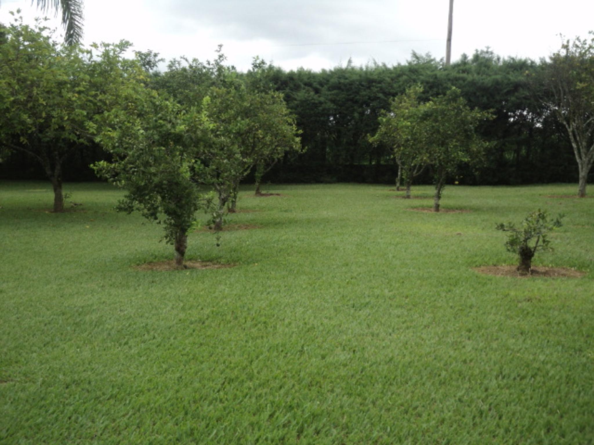 Sitio 6,5 alqueires- Cerejeira-Guararema  - Miniatura 41