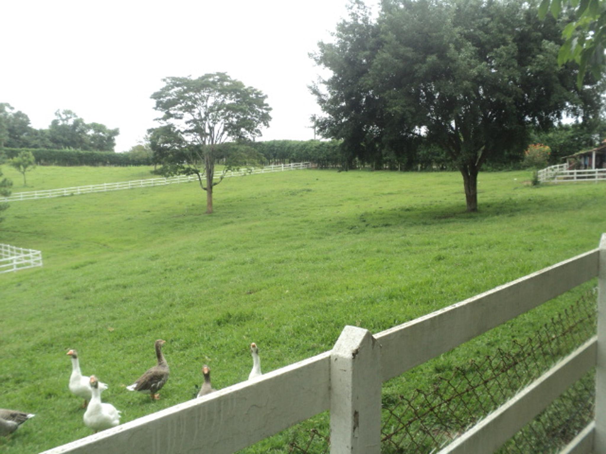 Sitio 6,5 alqueires- Cerejeira-Guararema  - Miniatura 33