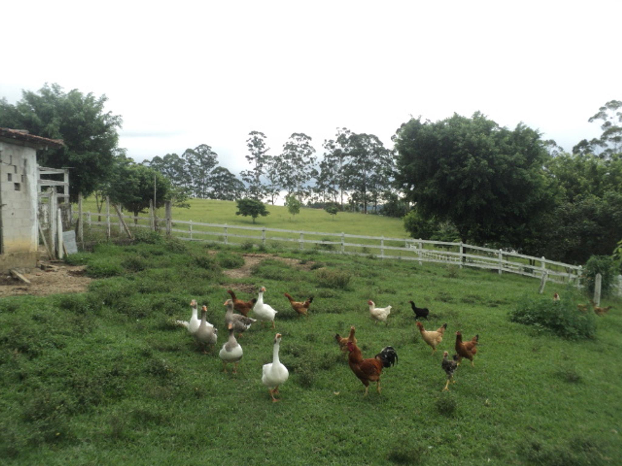 Sitio 6,5 alqueires- Cerejeira-Guararema  - Miniatura 34
