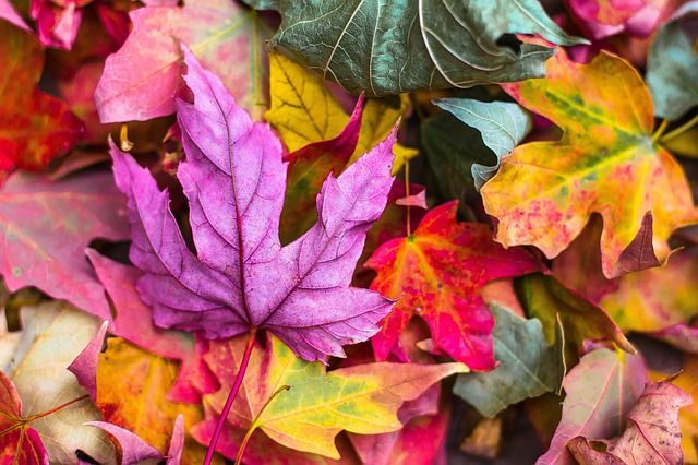 A close-up of assorted fall maples leaves in purple, red, yellow and green