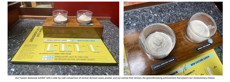 Our “casein showcase exhibit” with a side-by-side comparison of animal-derived casein powder and our animal-free version, the groundbreaking achievement that powers our revolutionary cheese.