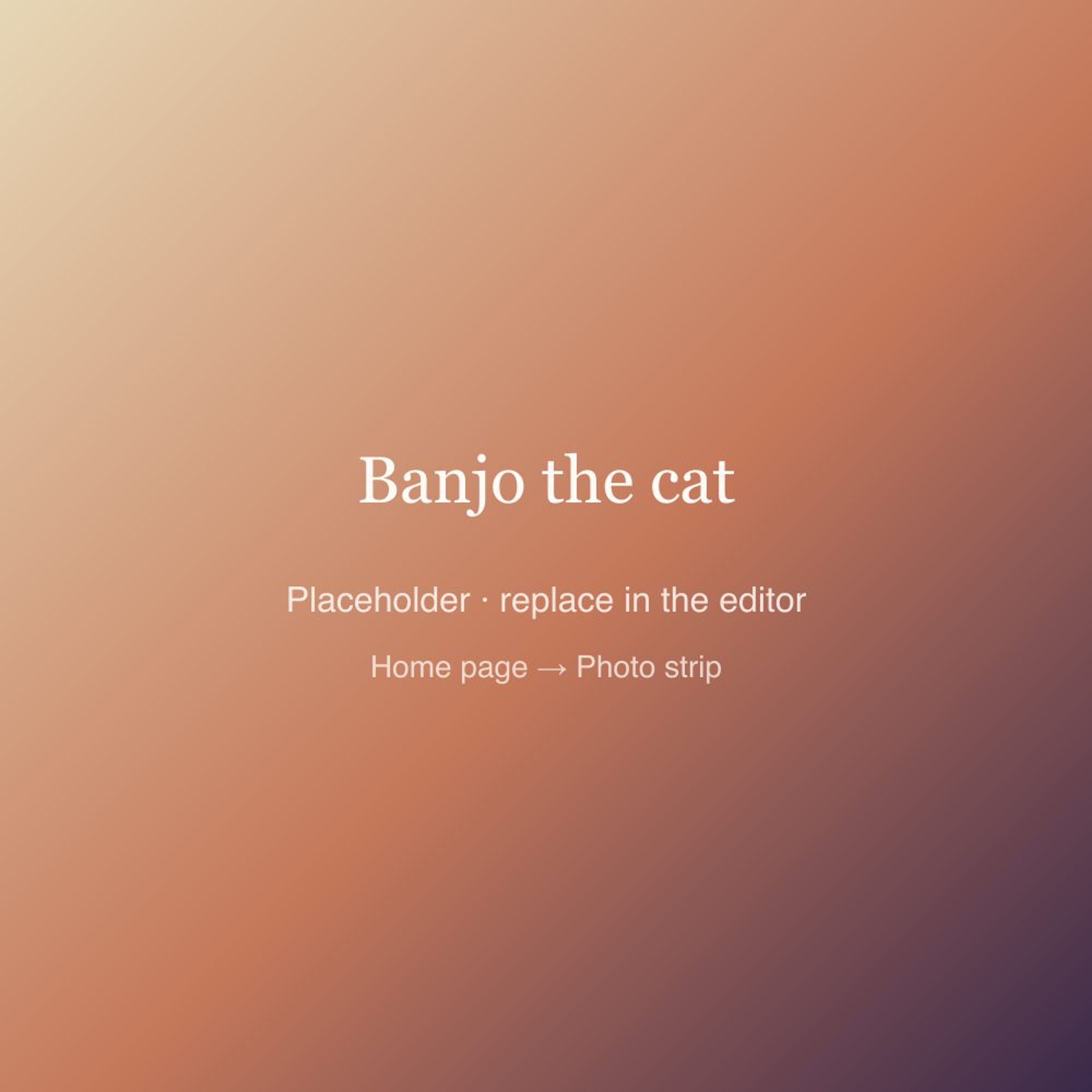 Banjo the cat