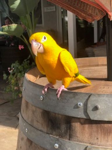 Ellie on Wine Barrel