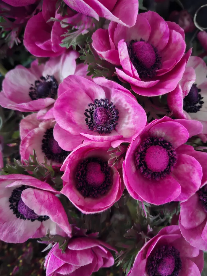 Schnittblumen und Sträuße