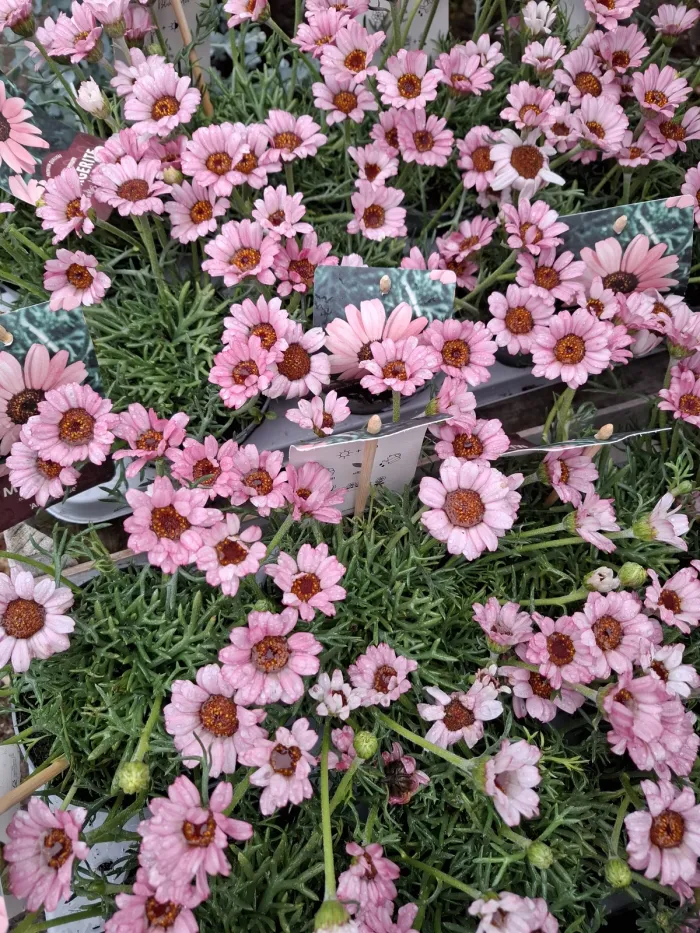 Pflanzen und Dekoriertes