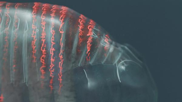 cambrian_explosion_2.0