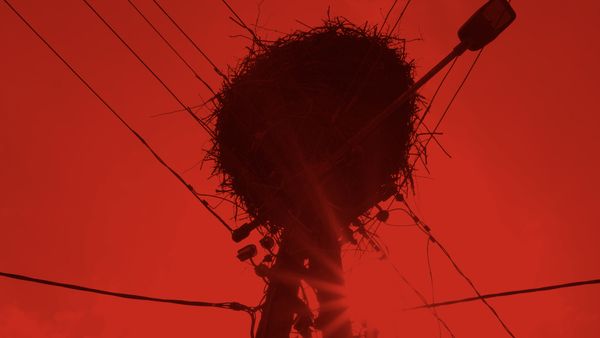 In the animal's skin