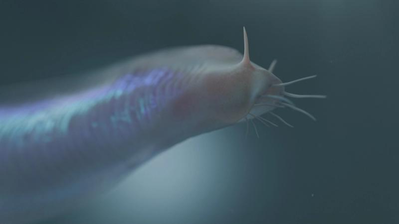 cambrian_explosion_2.0