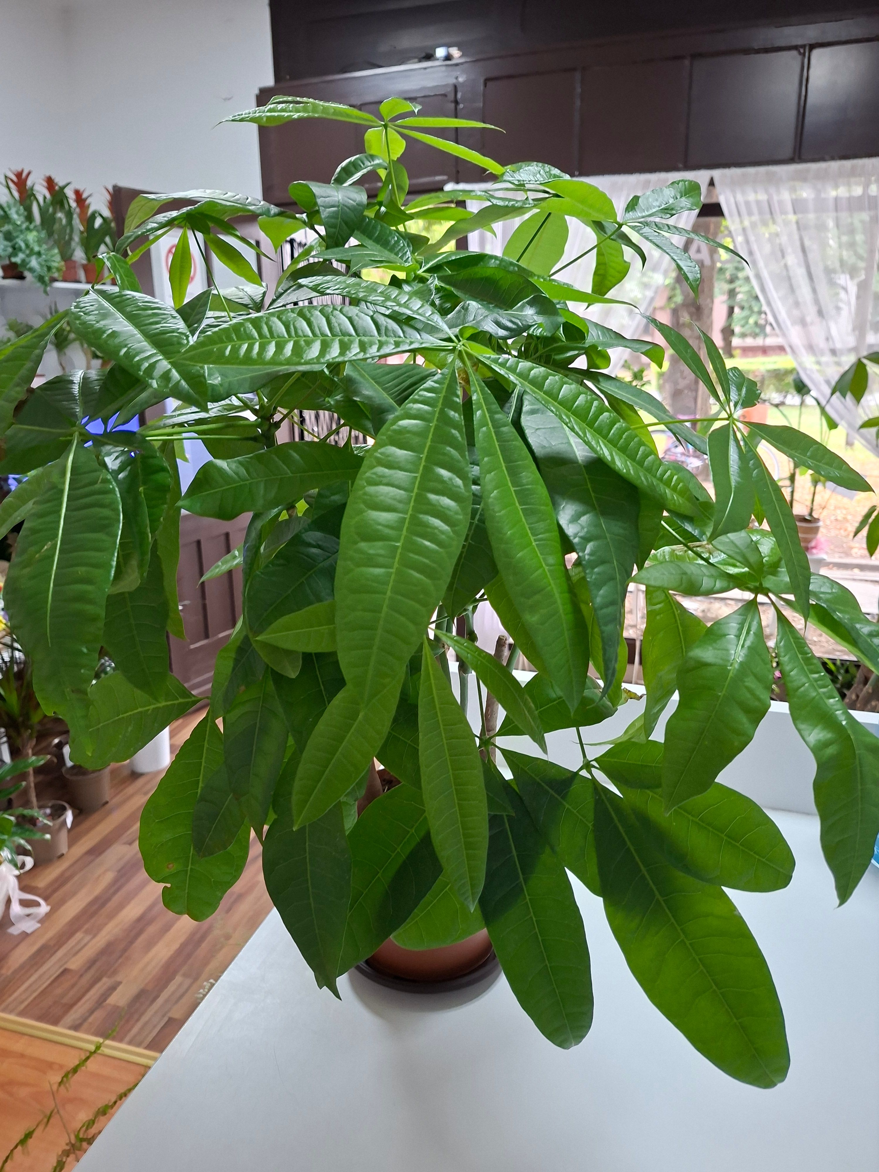 Pačira (pachira aquatica)