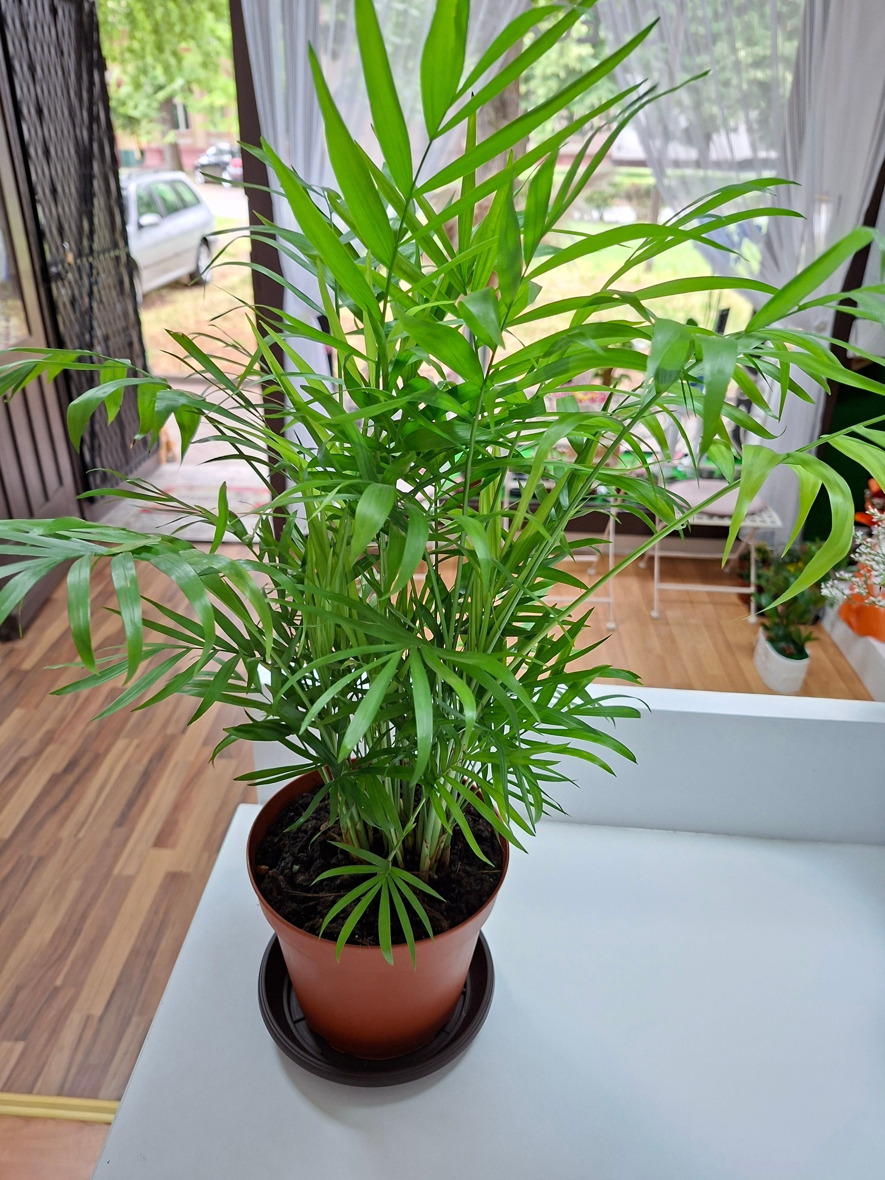 Palme