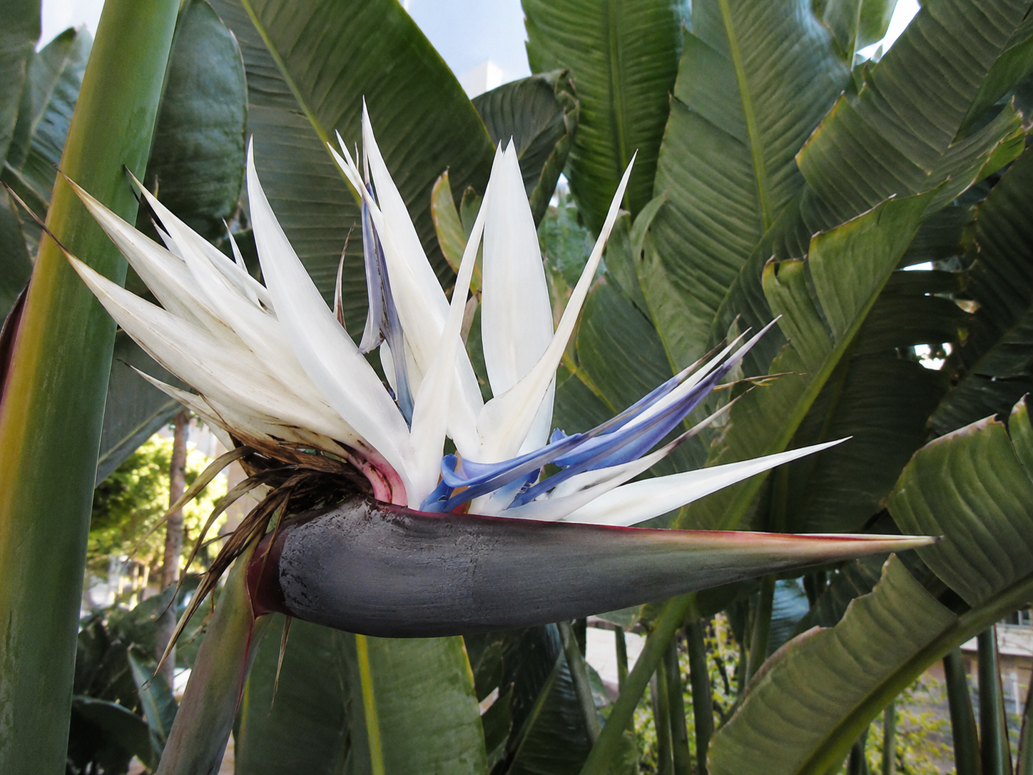 Strelitzia (rajska ptica)