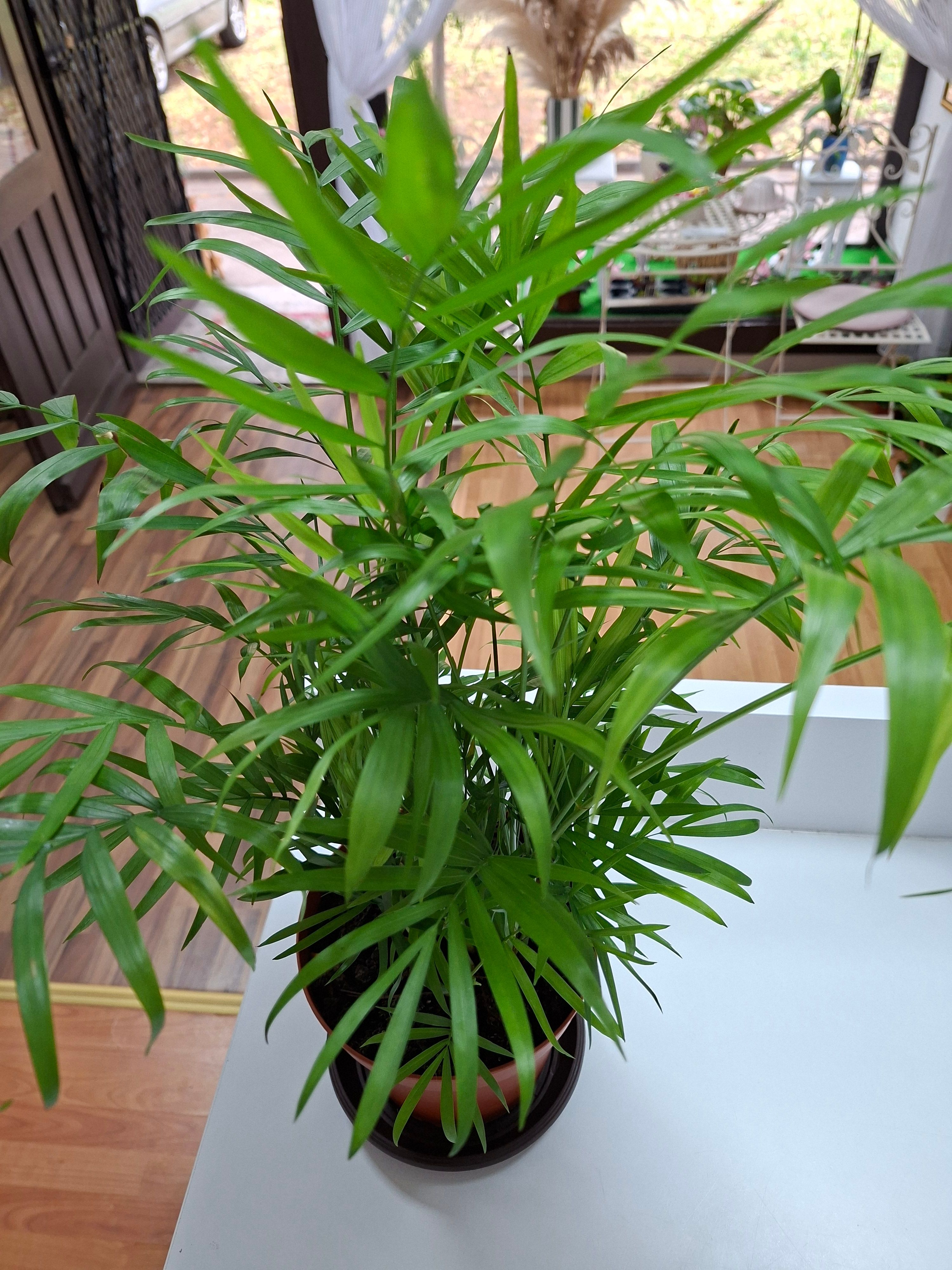 Palme