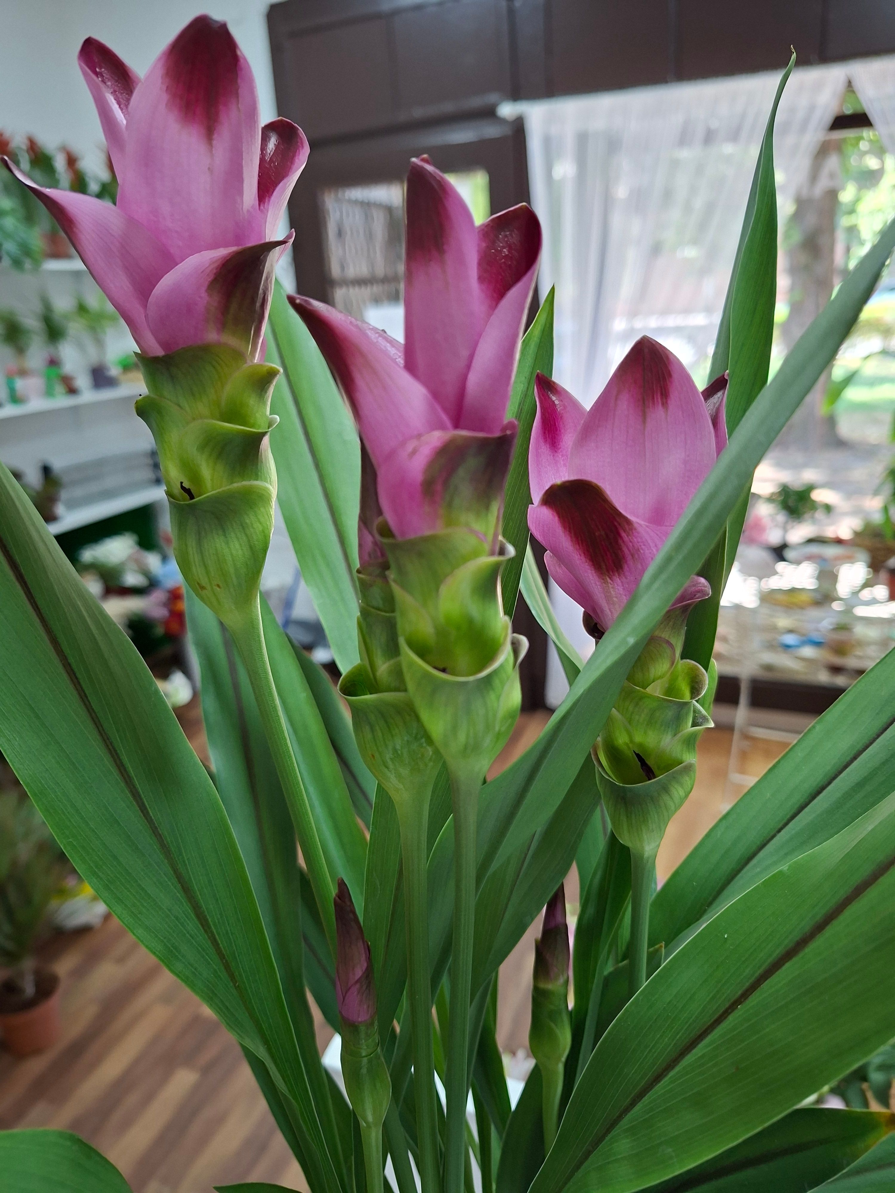 Kurkuma (curcuma alismatifolia)