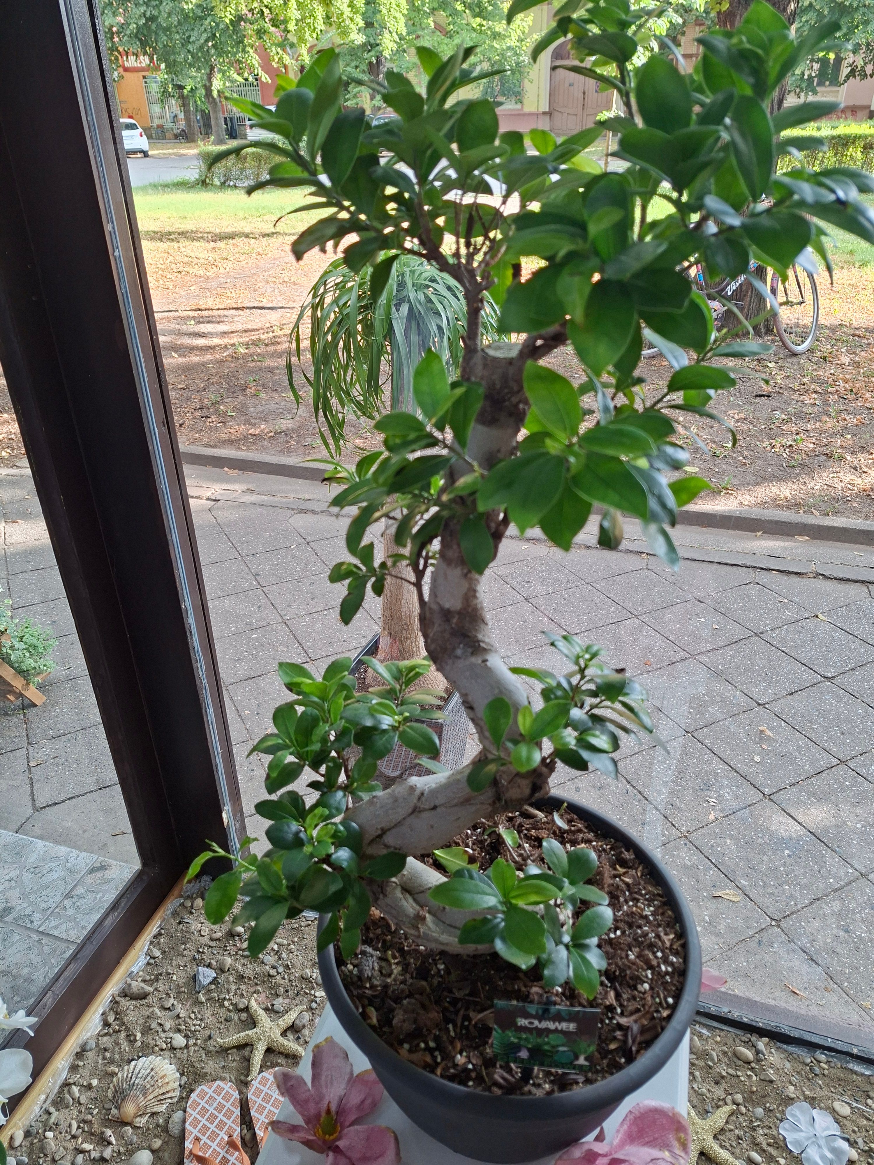 Bonsai