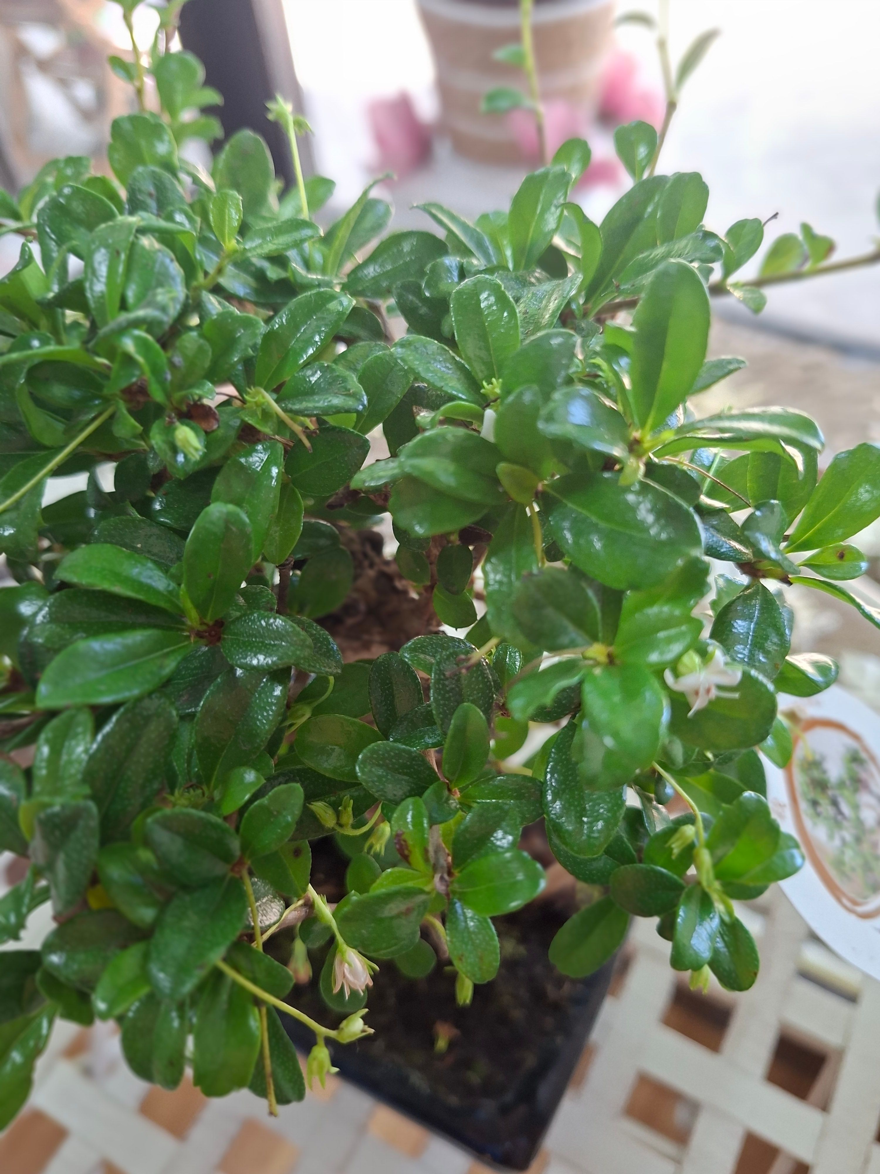 Bonsai