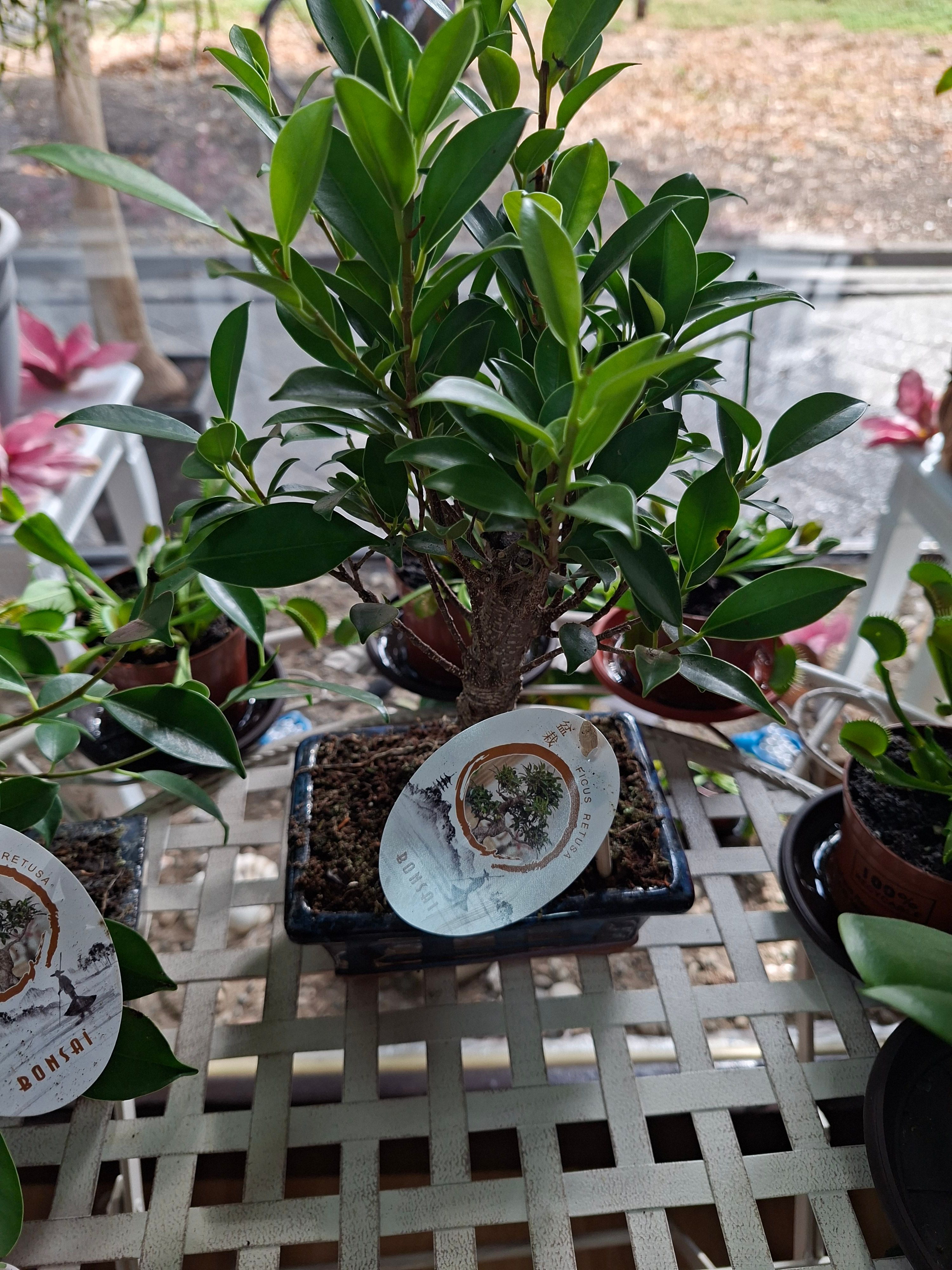 Bonsai