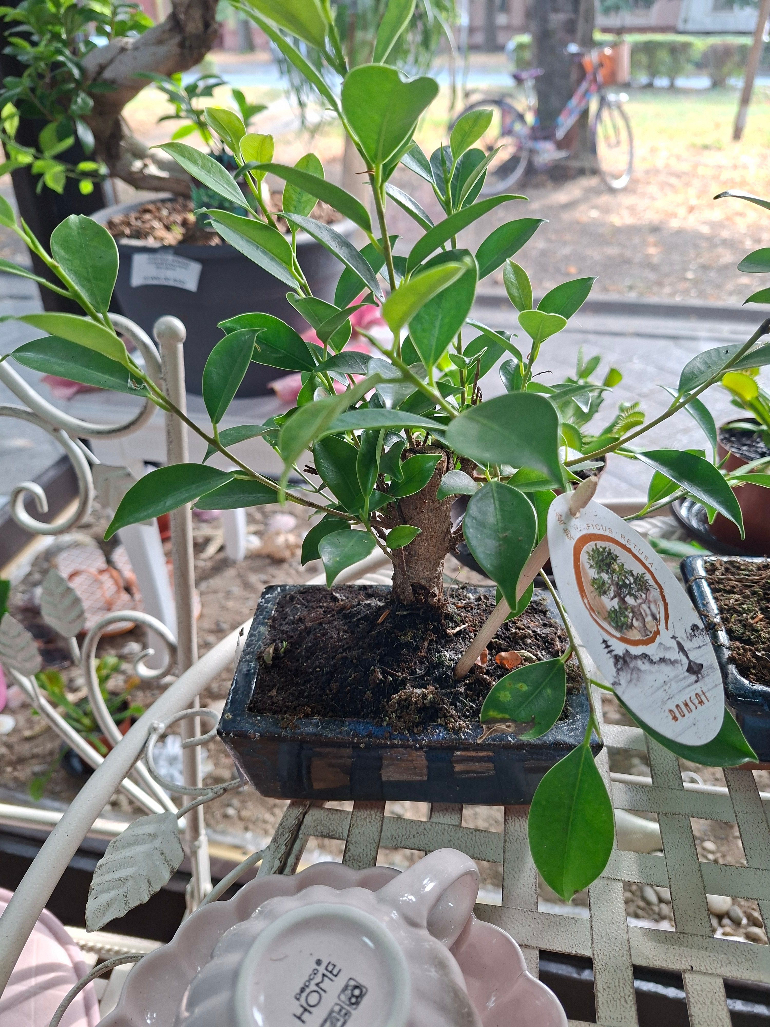 Bonsai