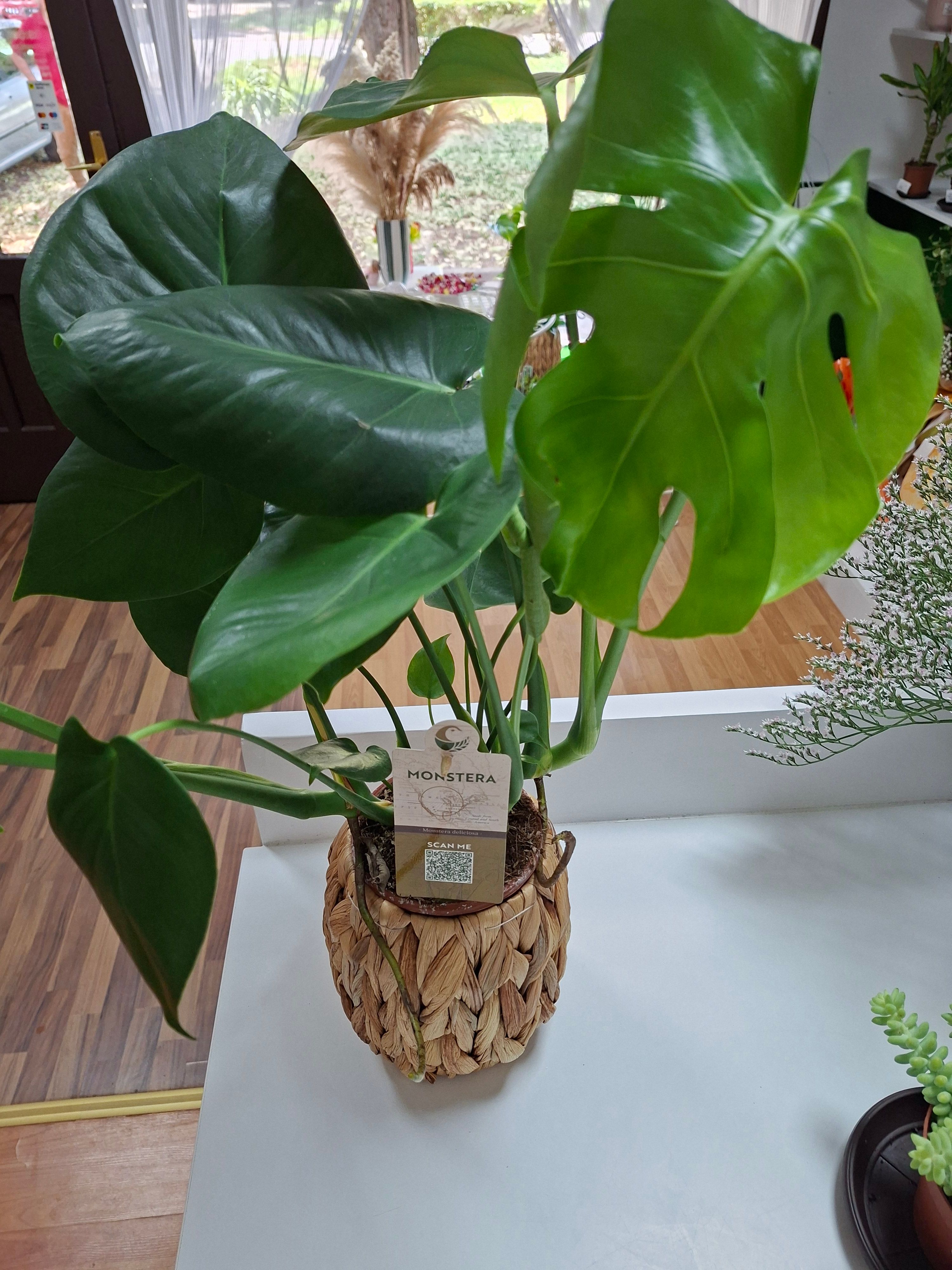 Monstera