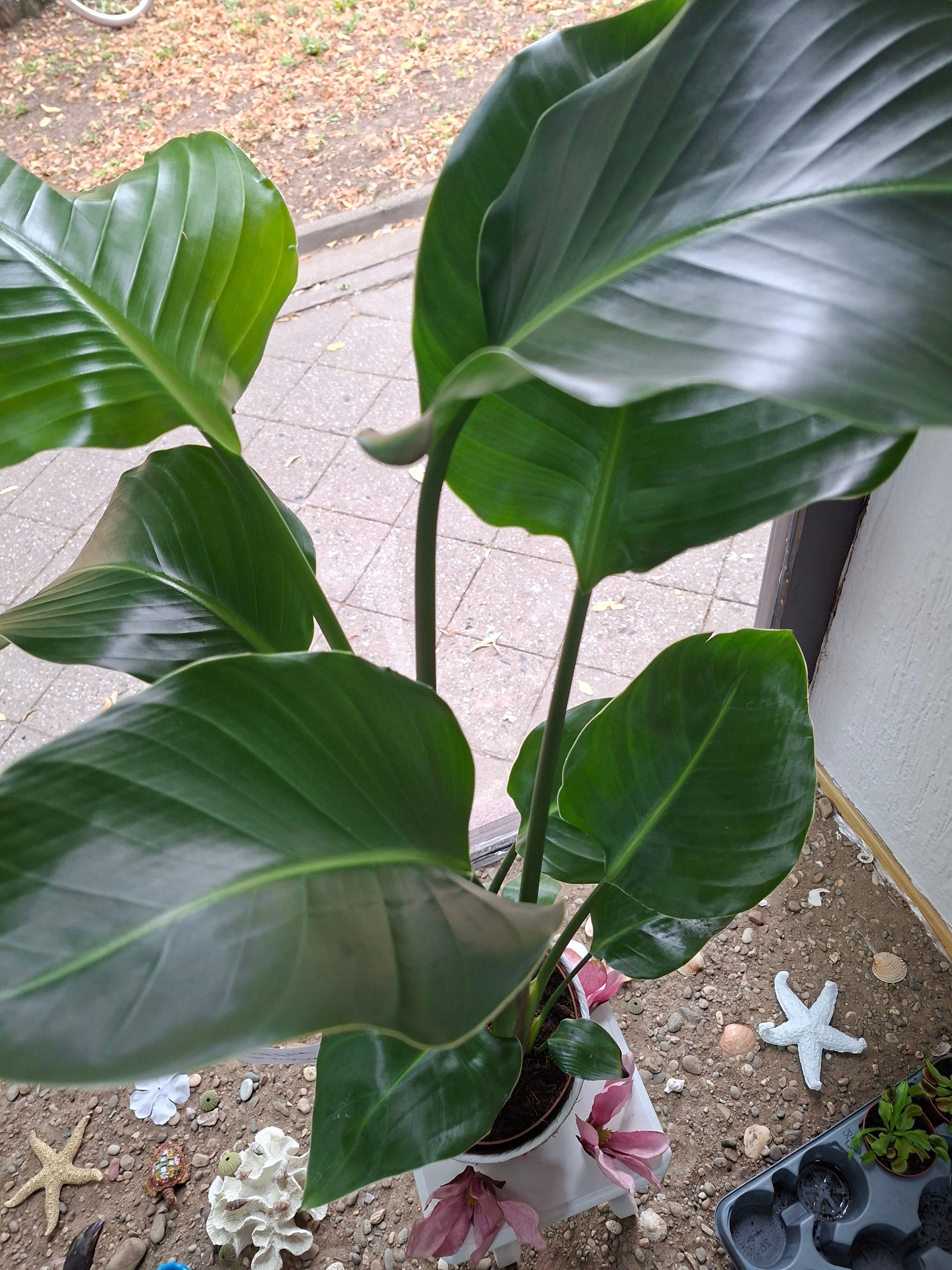 Strelitzia (rajska ptica)