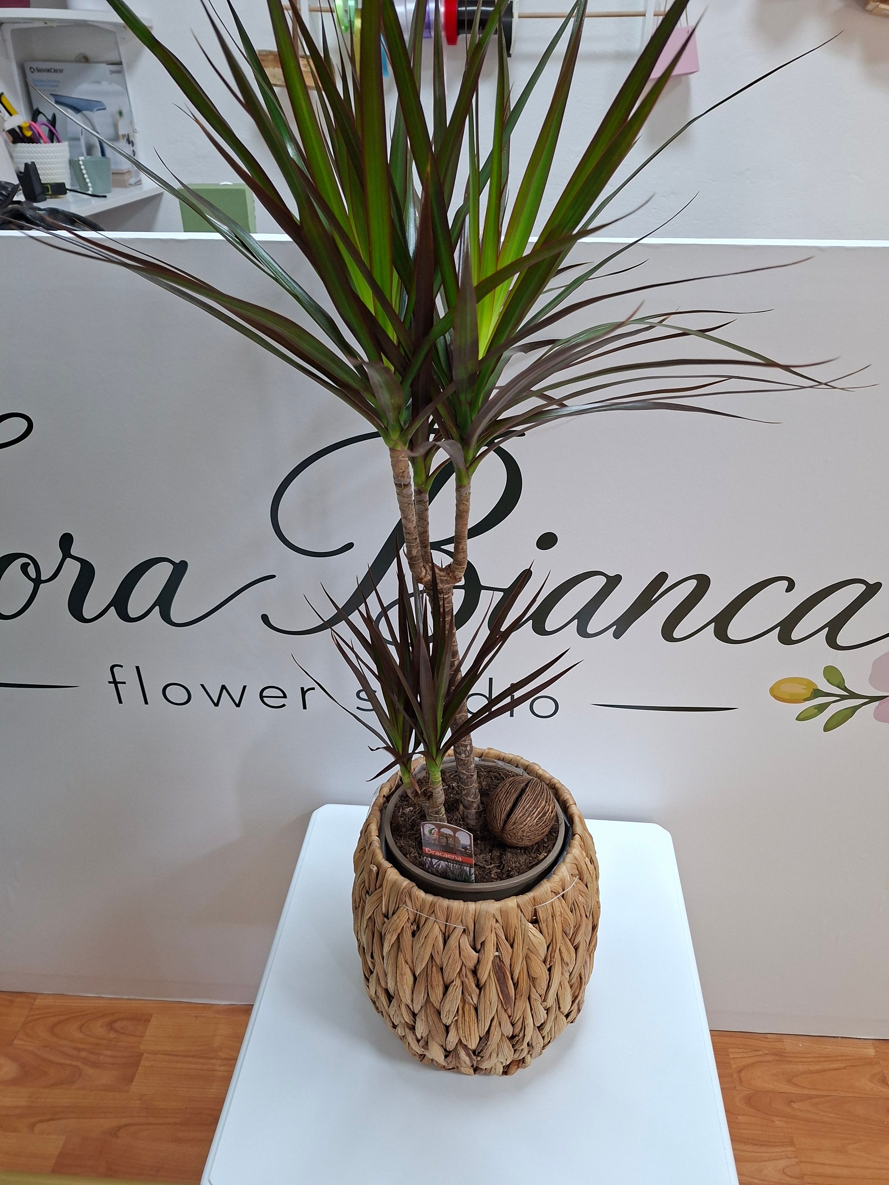 Dracena
