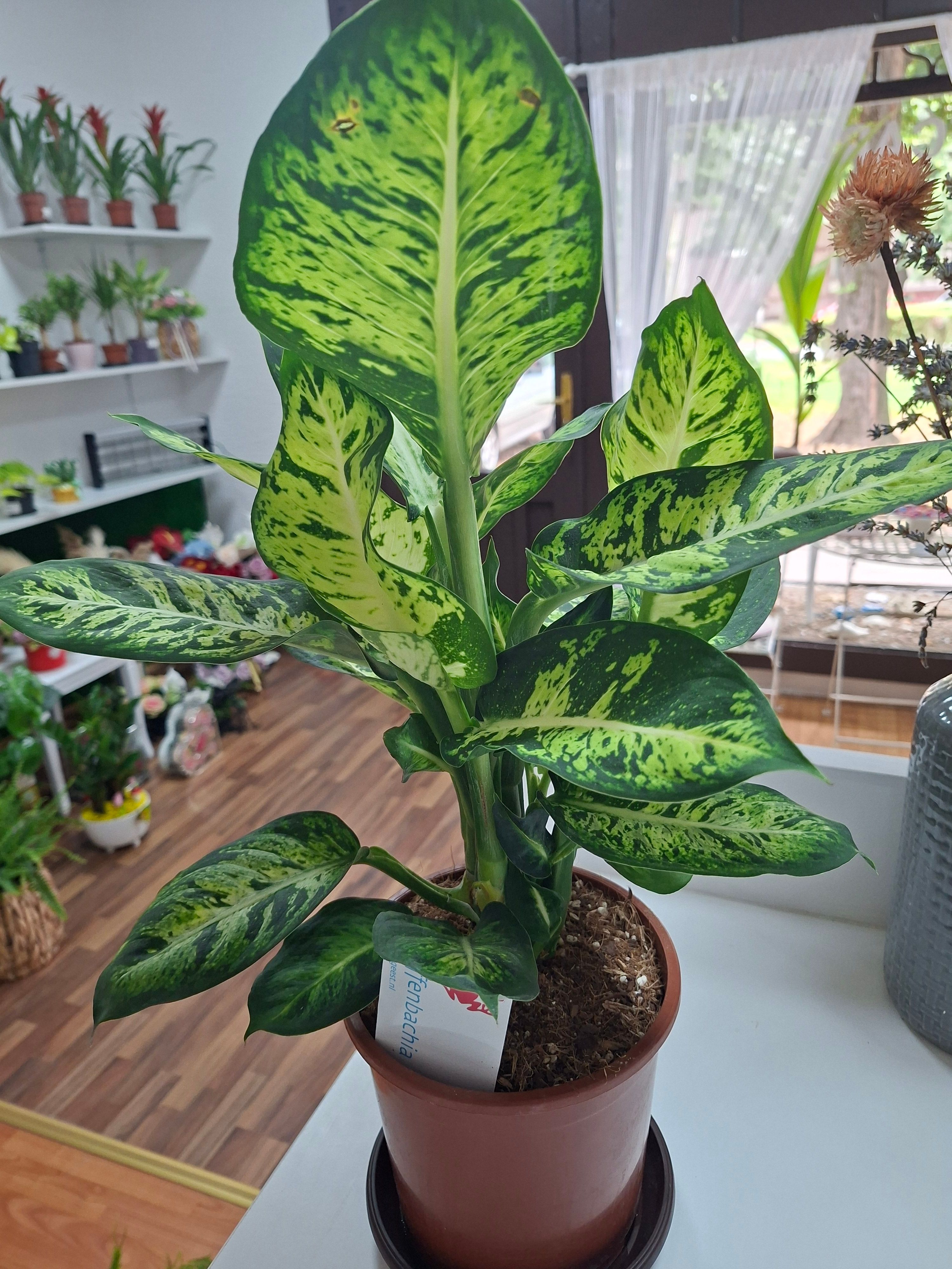 Difenbahija