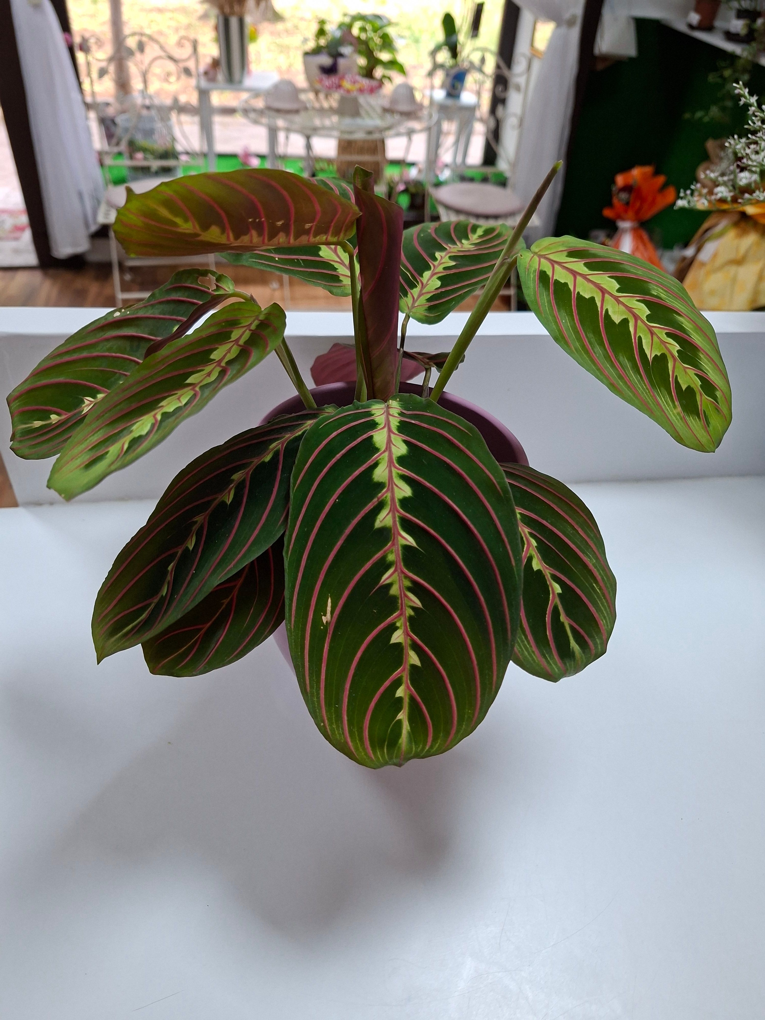 Kalatea