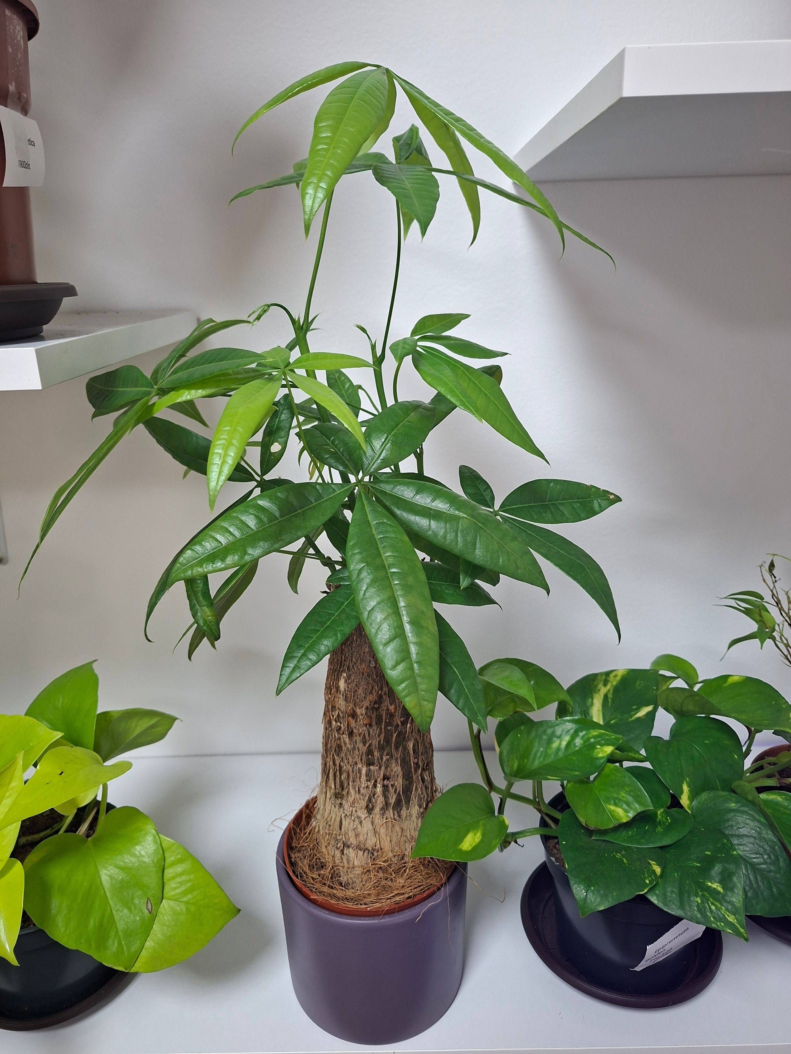 Pačira (pachira aquatica)