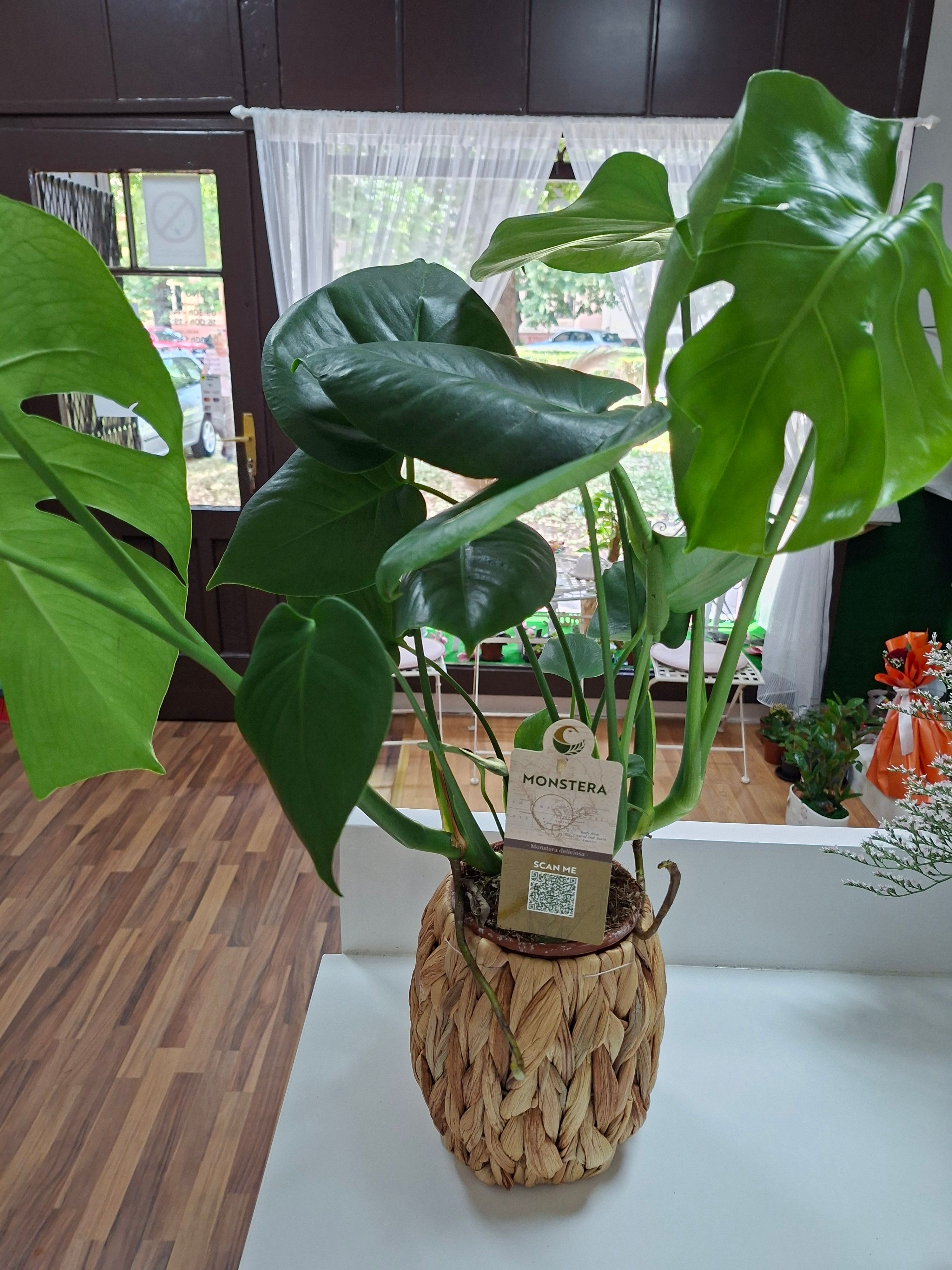 Monstera