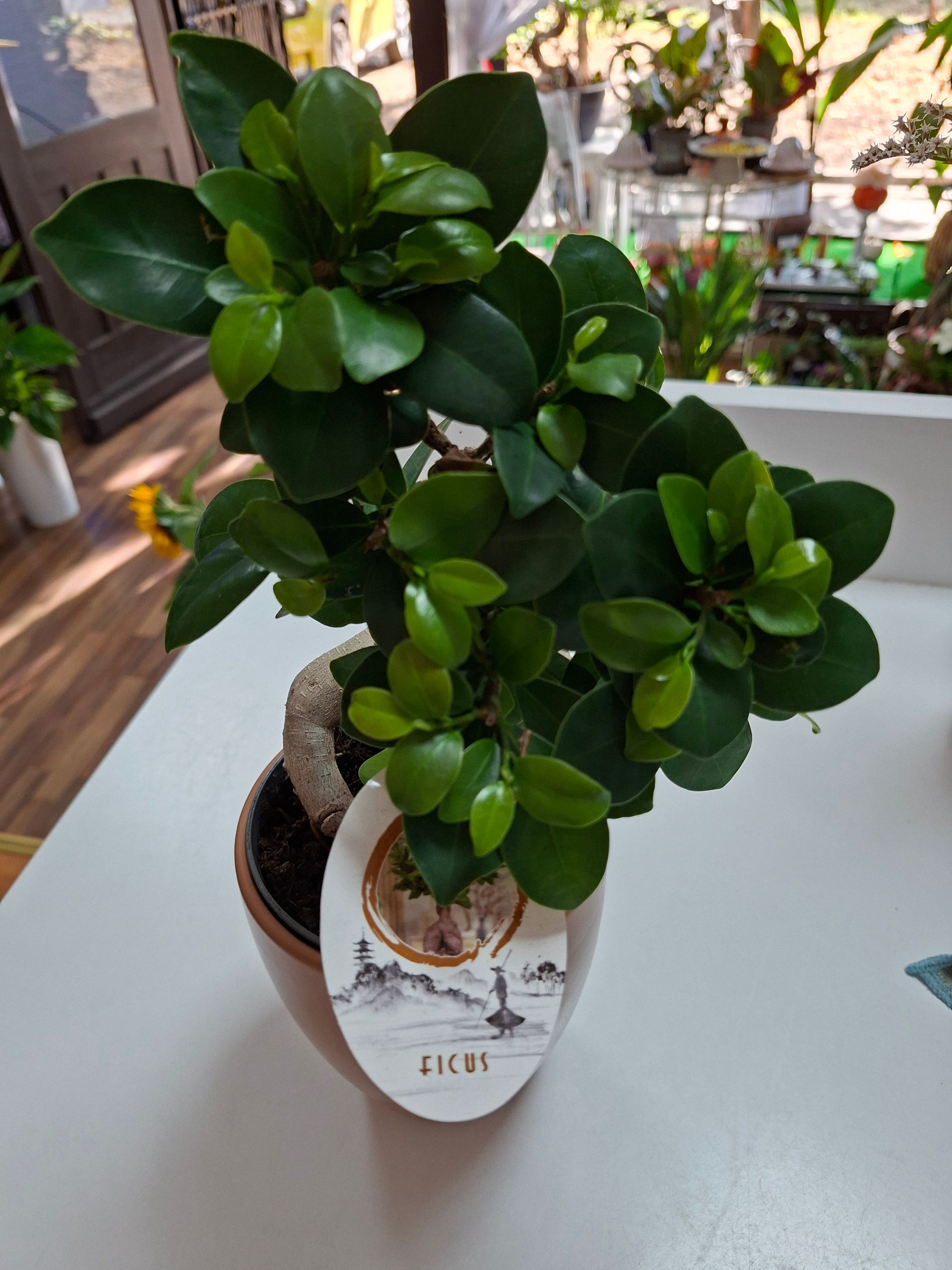 Bonsai
