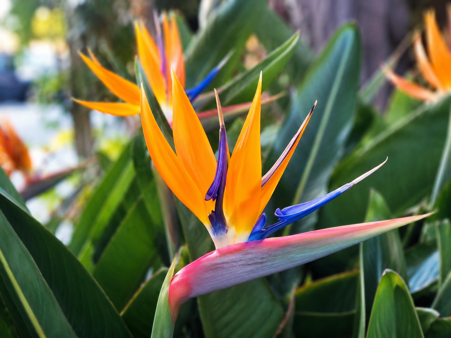 Strelitzia (rajska ptica)