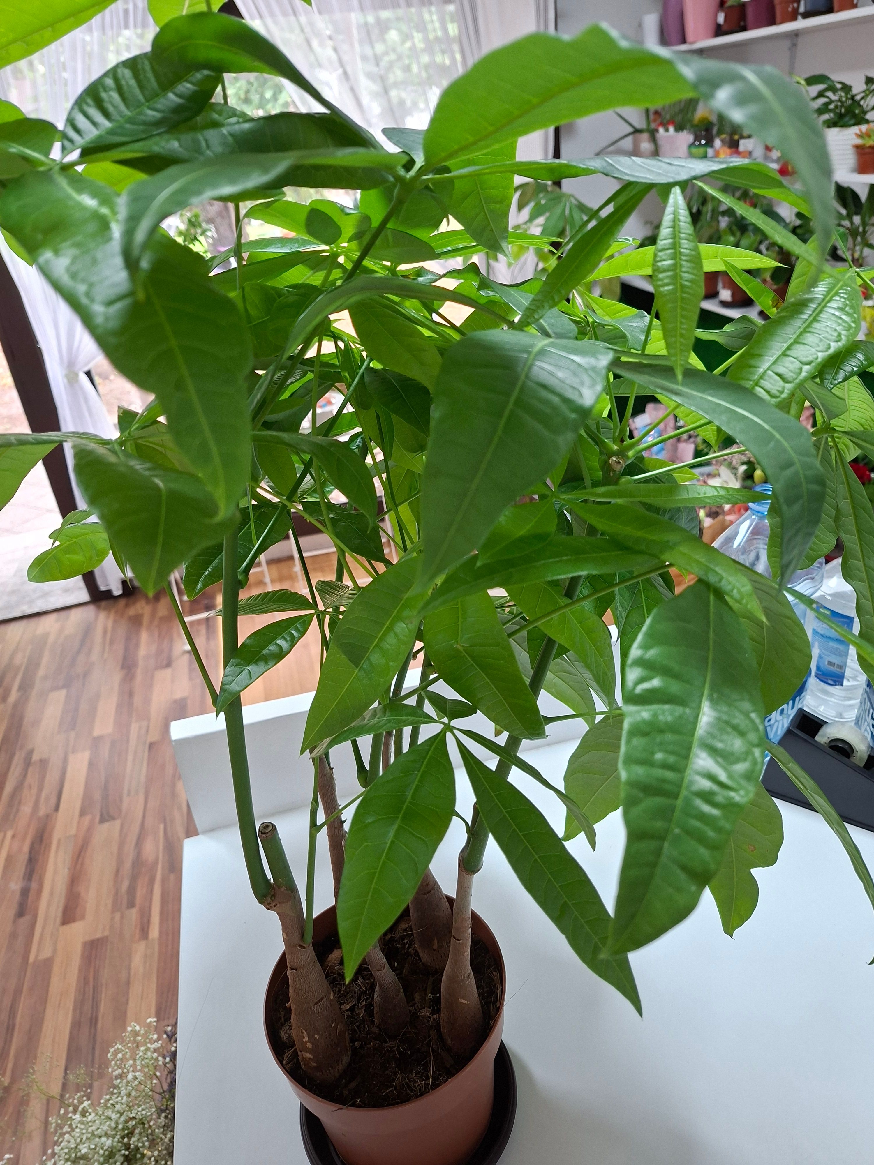 Pačira (pachira aquatica)
