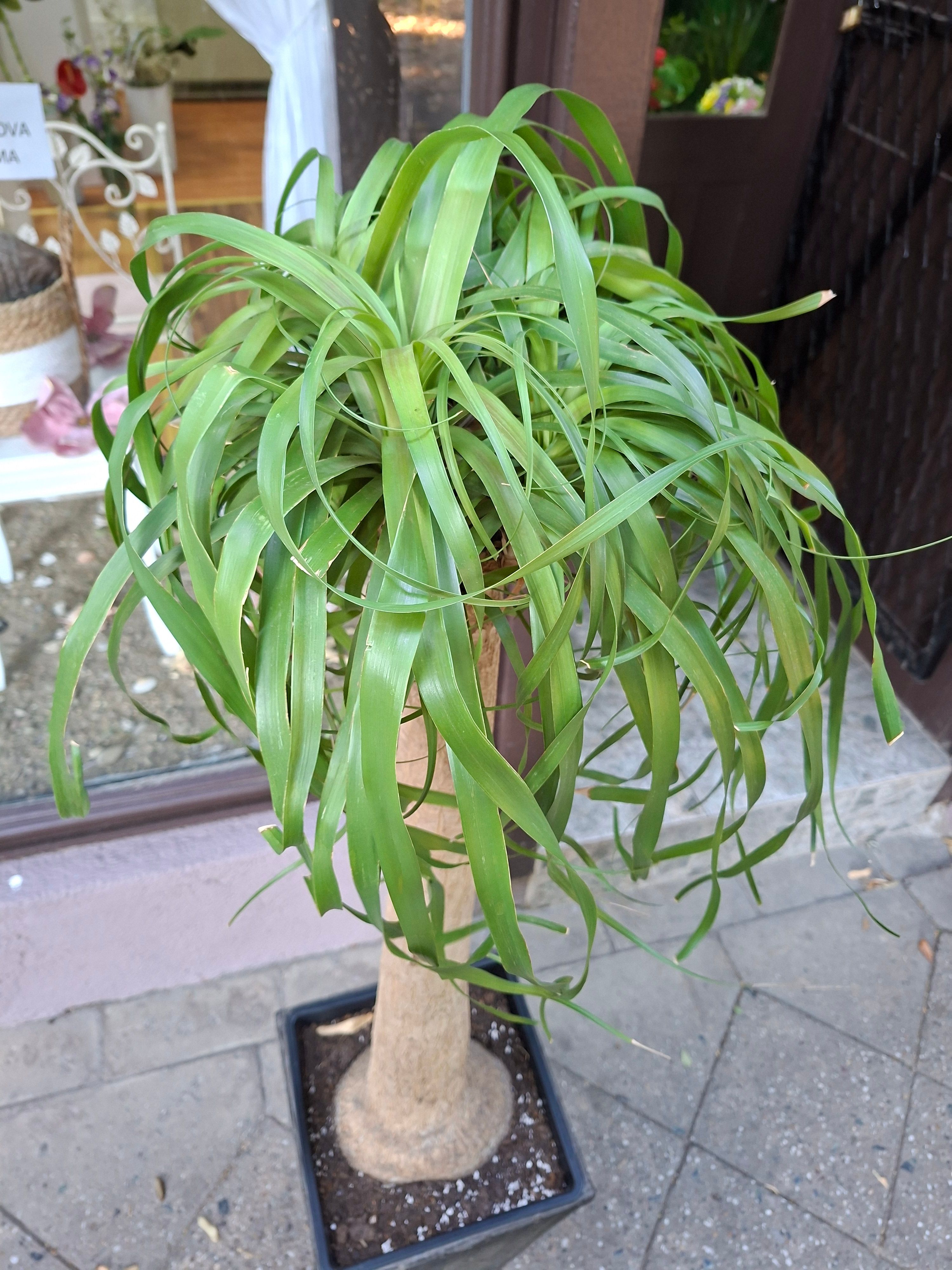 Nolina (slonovo stopalo)