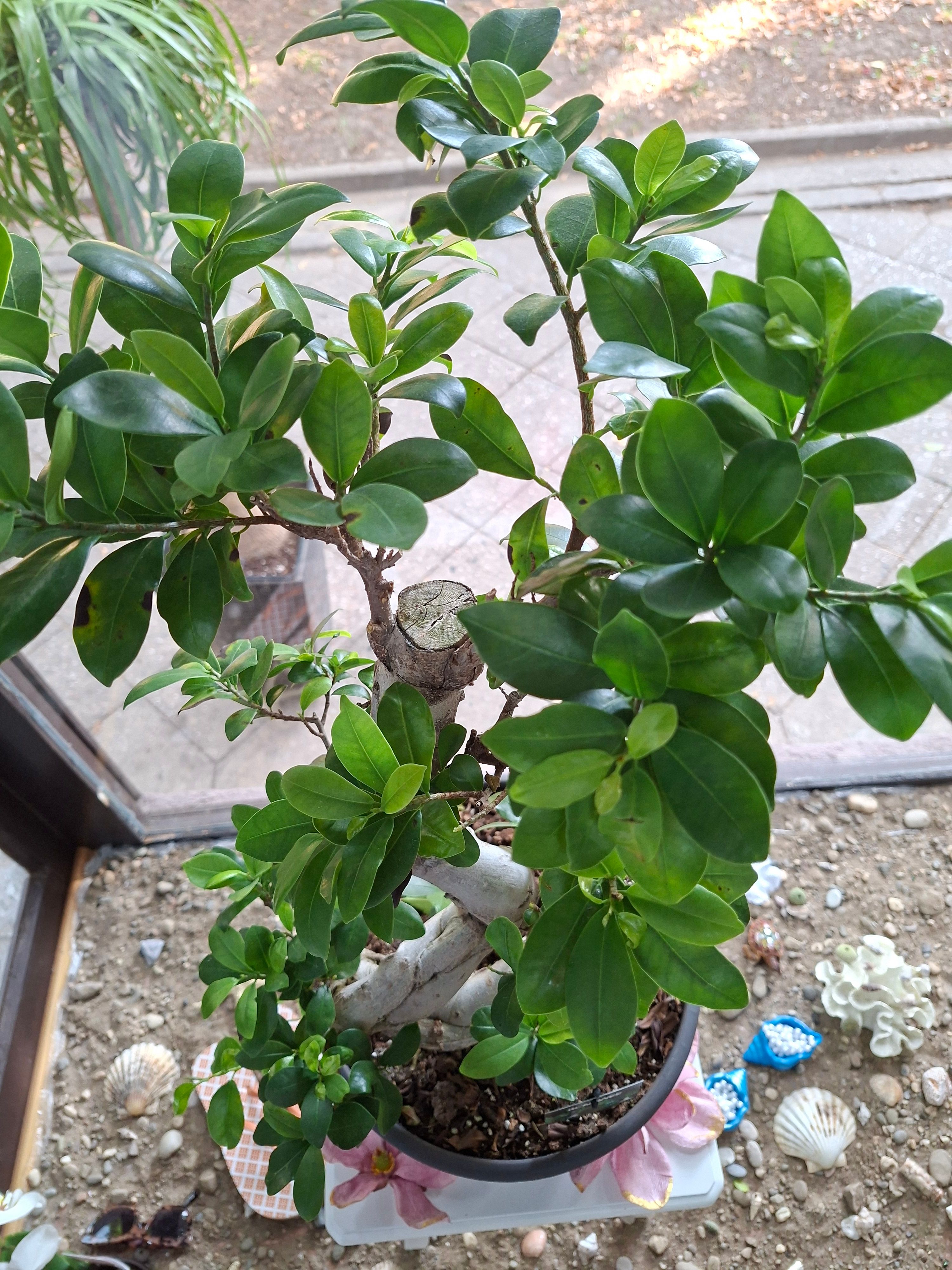Bonsai