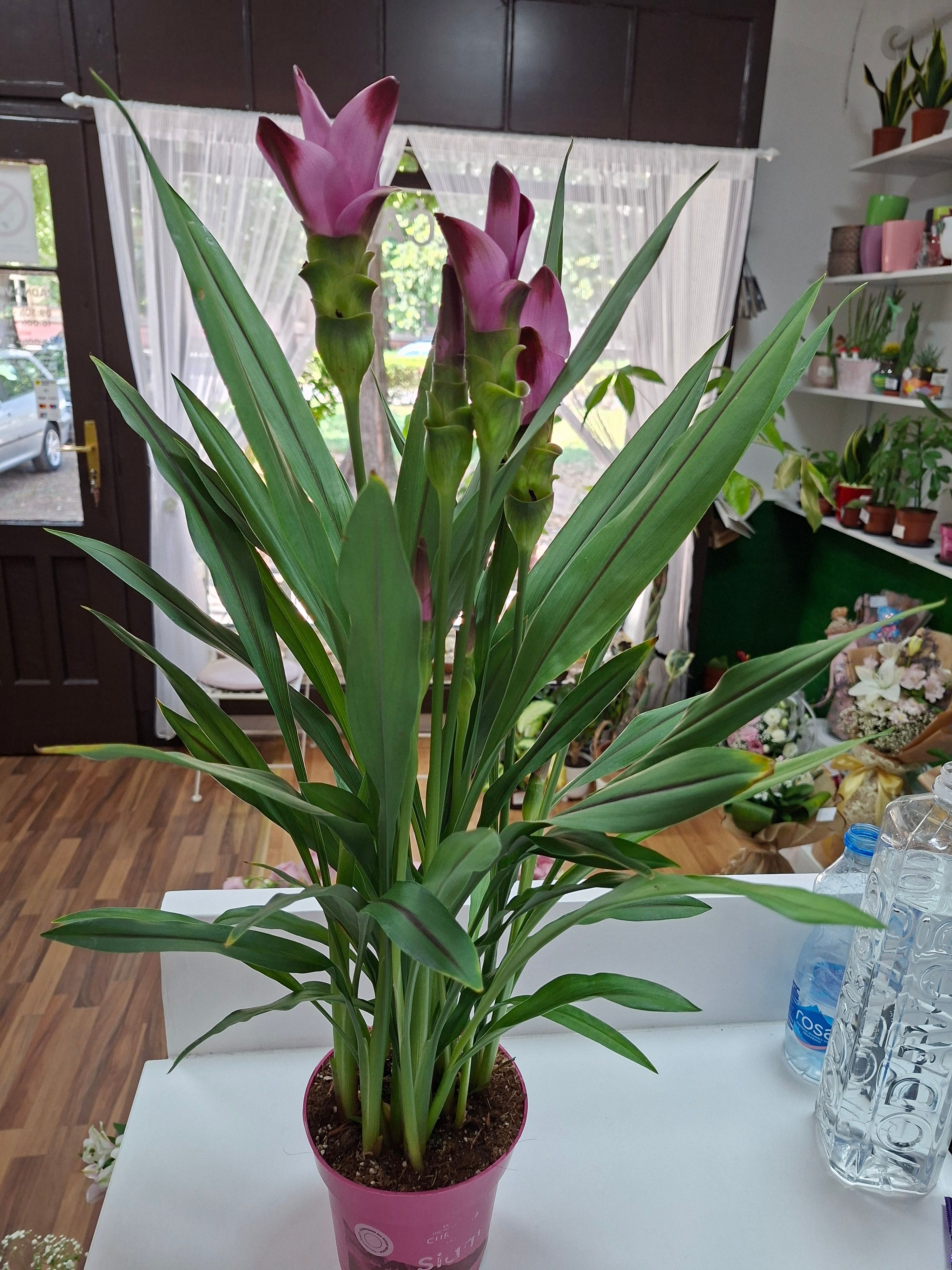 Kurkuma (curcuma alismatifolia)