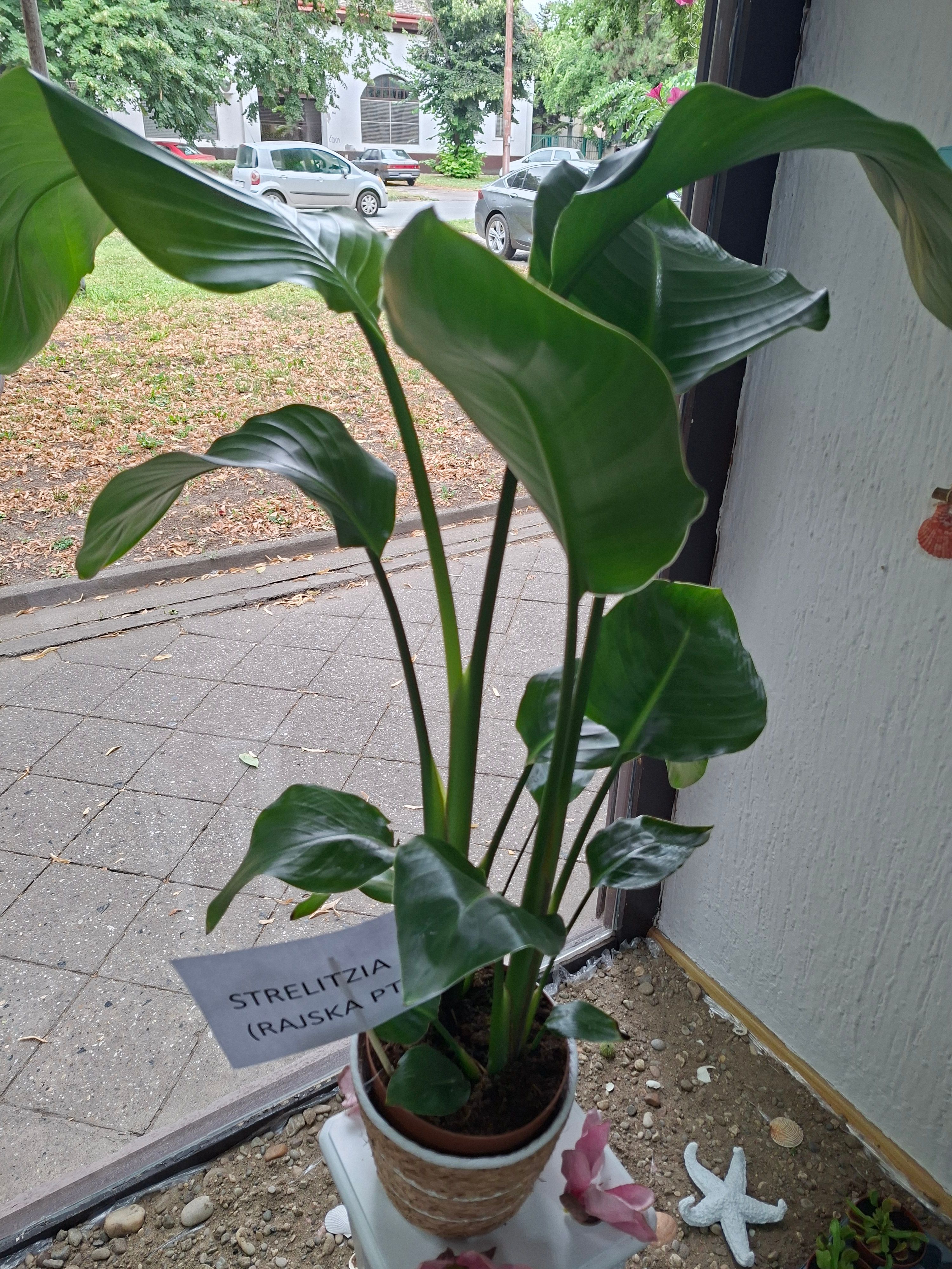 Strelitzia (rajska ptica)