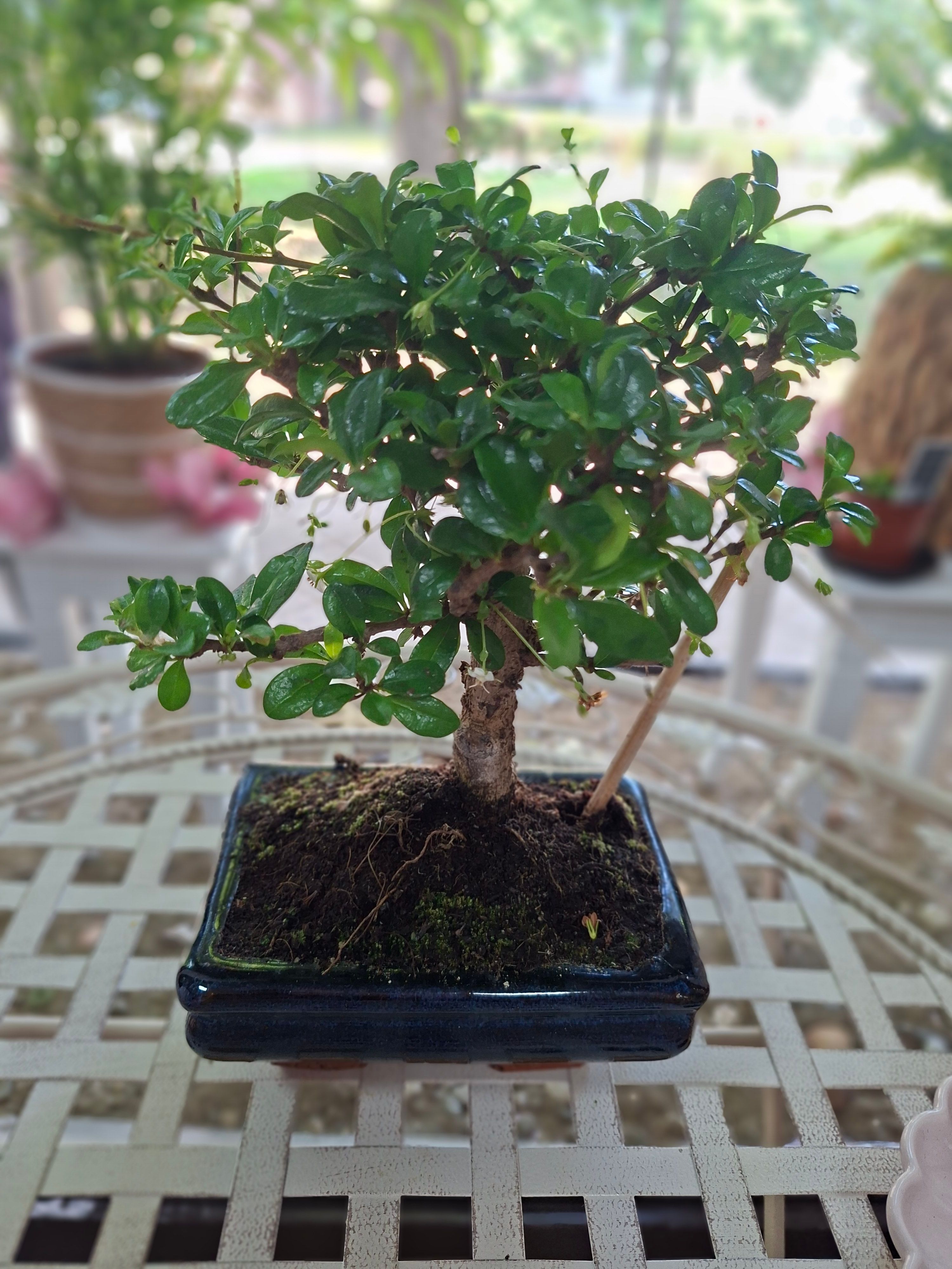Bonsai