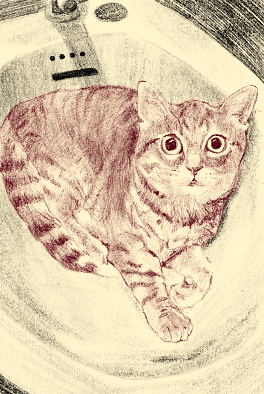 Casper the cat