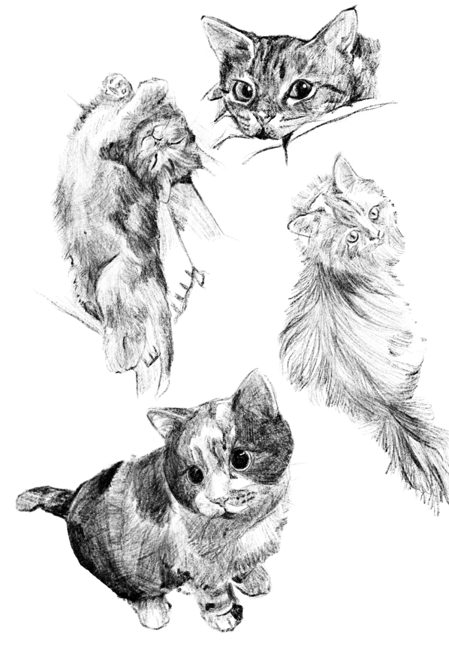 Cat's studies