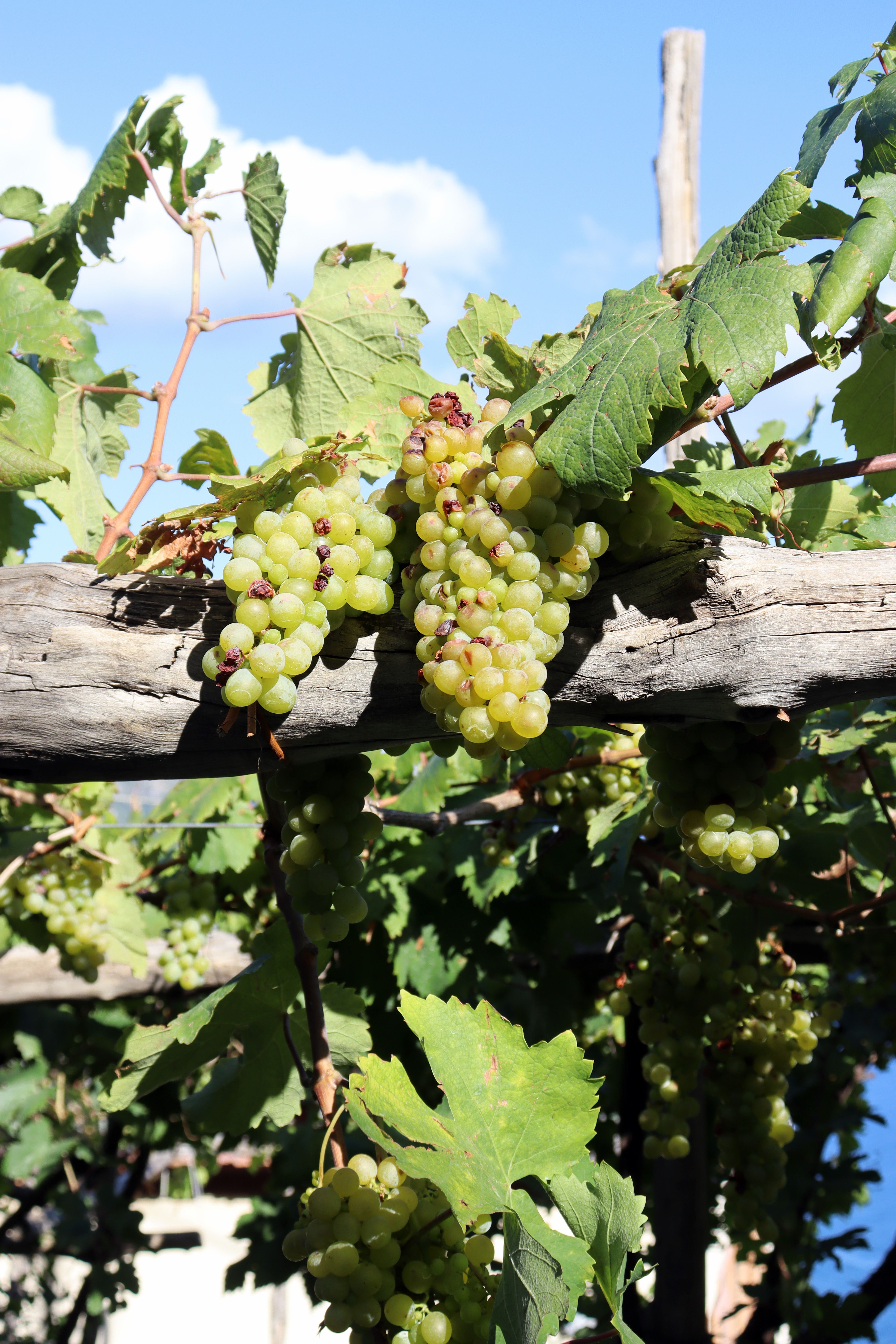 Dat Nguyen Photography