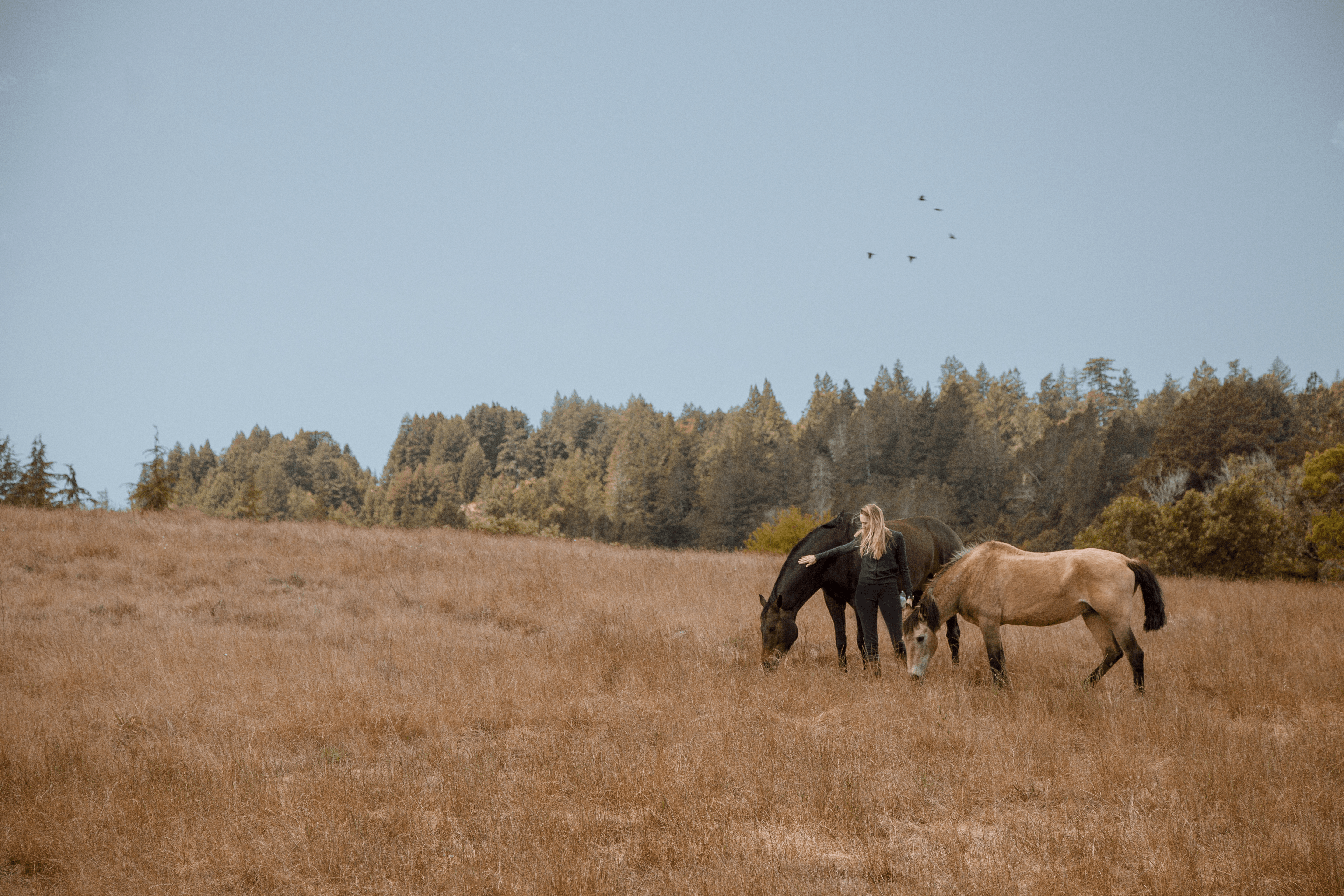 Lindsey Schulz horses 