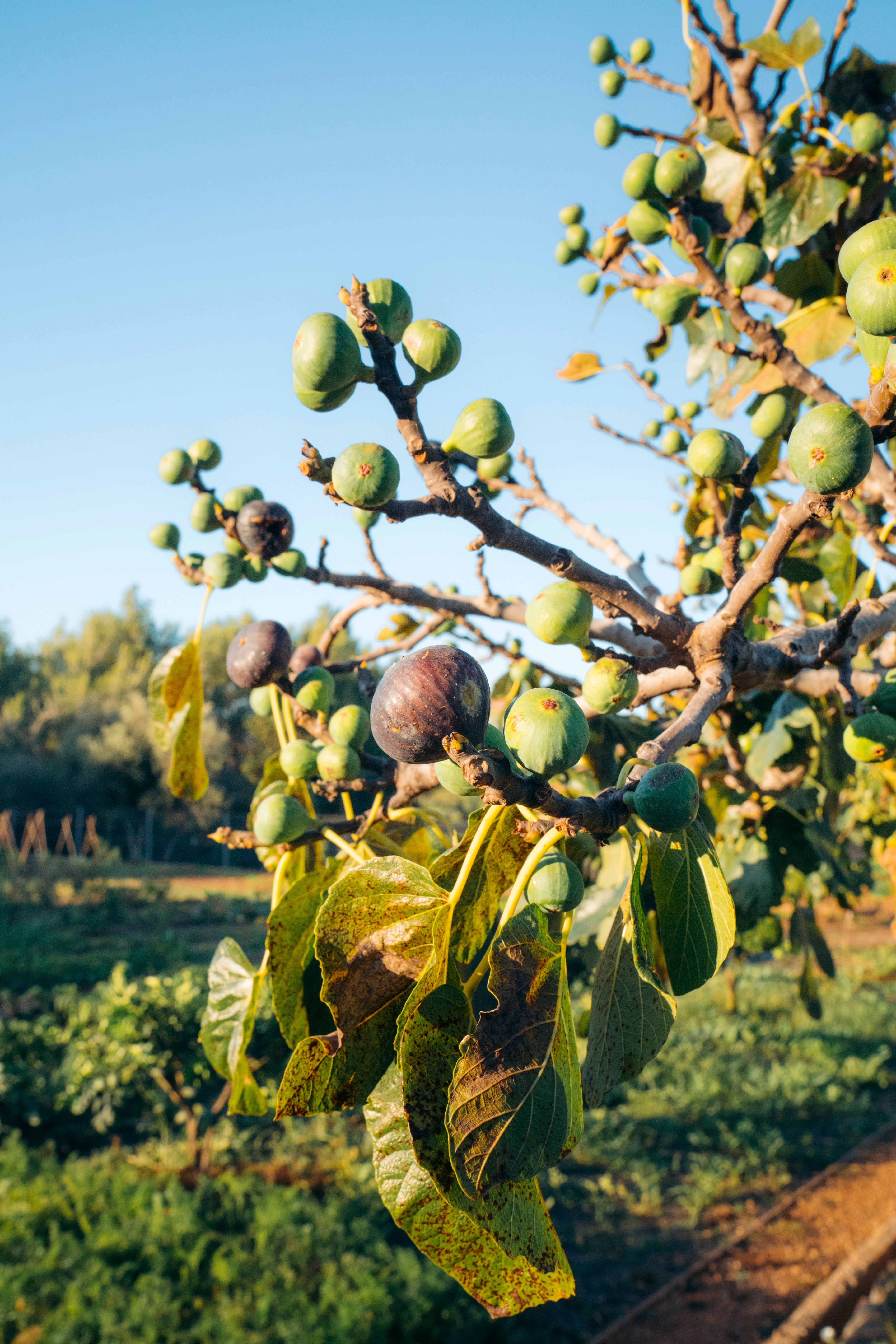 Private Countryside Estate — image 12