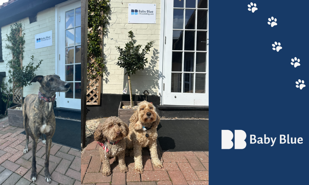 image for Dog Day at the Baby Blue Office