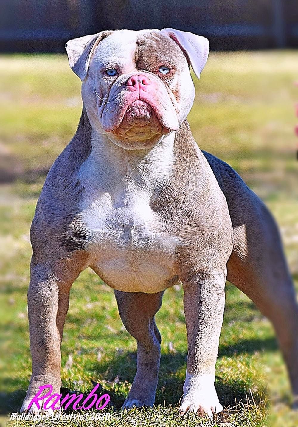 pitbull dog small size