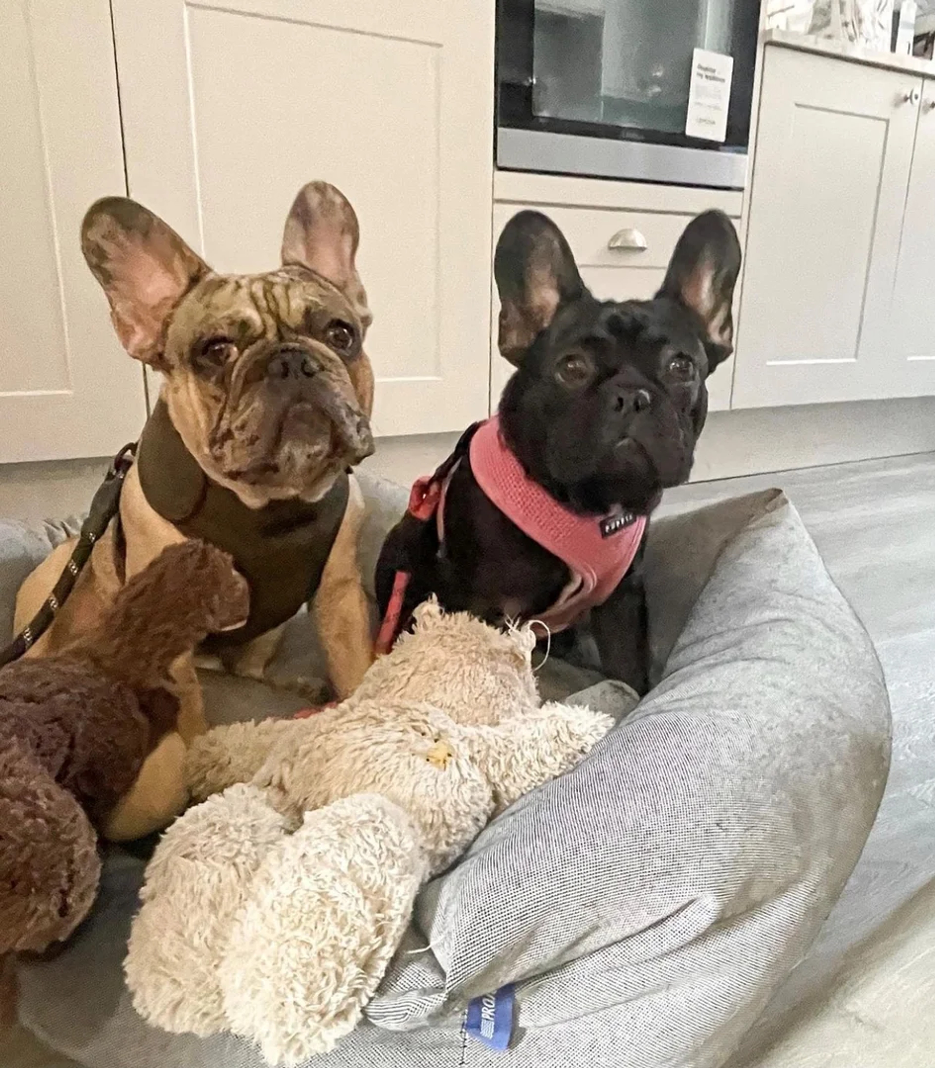 Two French bulldogs relaxing at One Warwick Park - pet friendly hotel